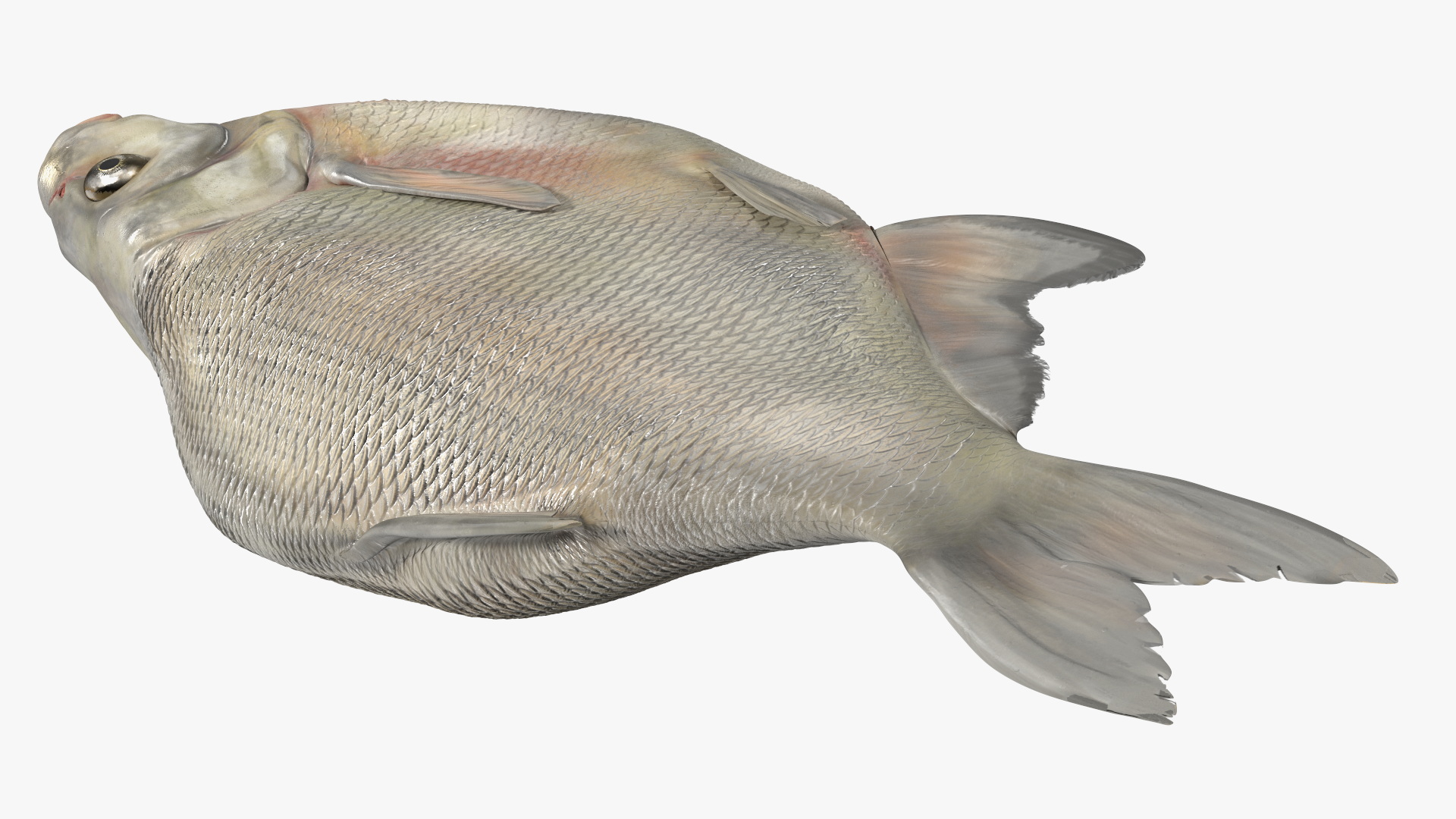 3D Fresh Caught Lying Silver Bream Fish