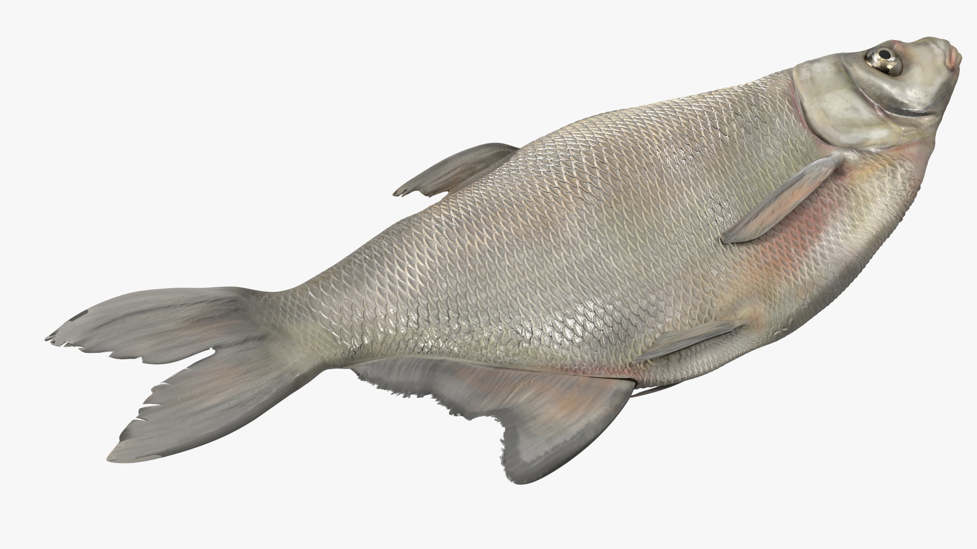 3D Fresh Caught Lying Silver Bream Fish