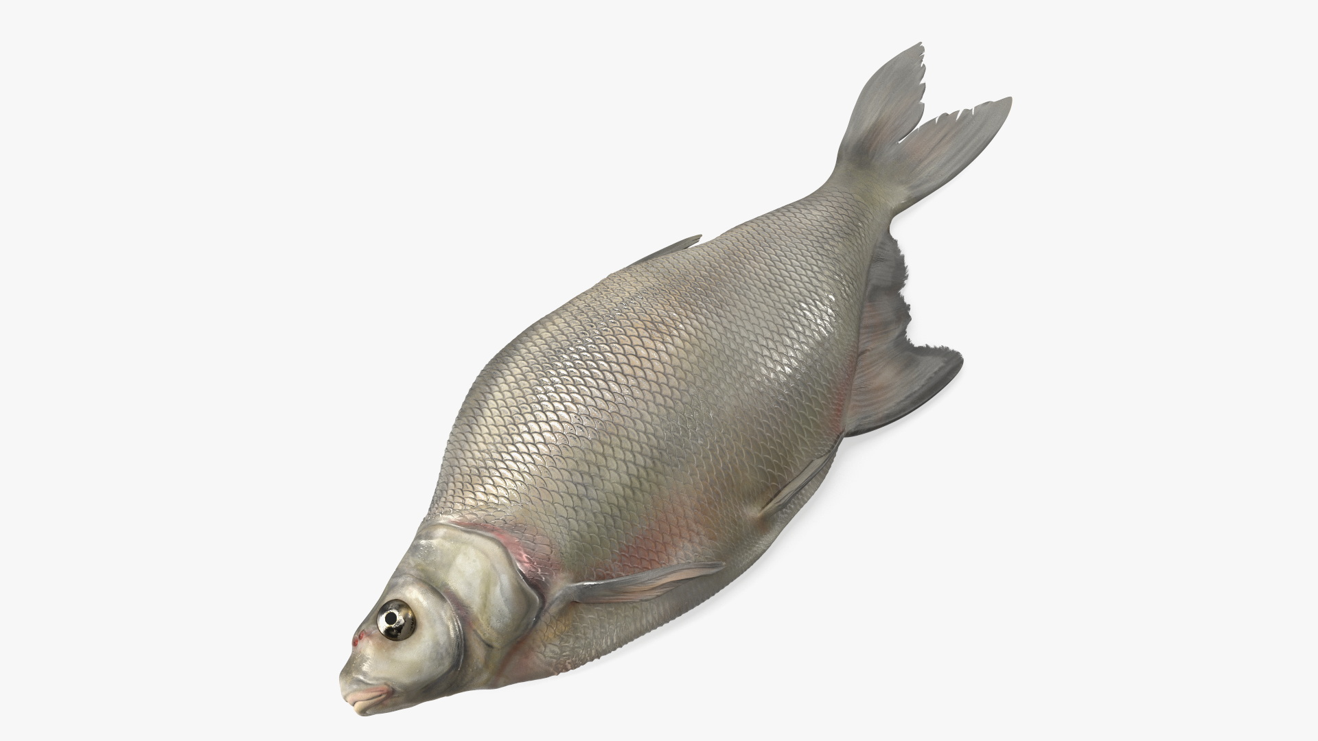 3D Fresh Caught Lying Silver Bream Fish