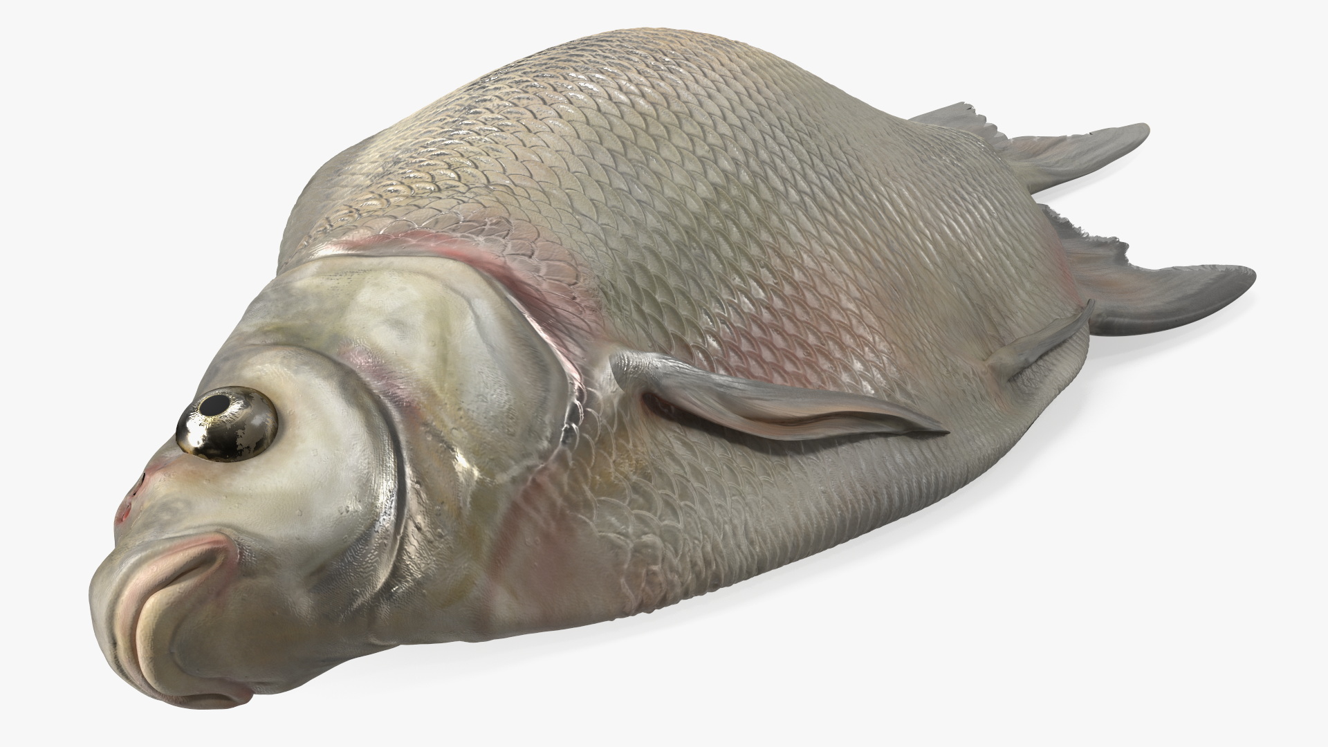 3D Fresh Caught Lying Silver Bream Fish