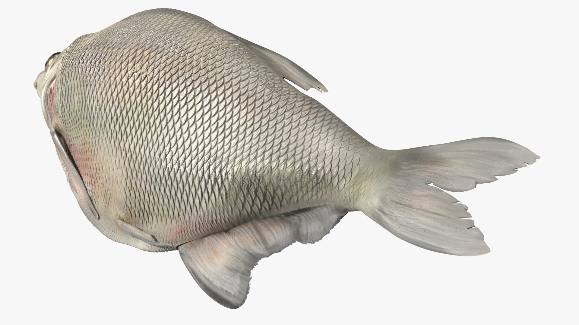 3D Fresh Caught Lying Silver Bream Fish