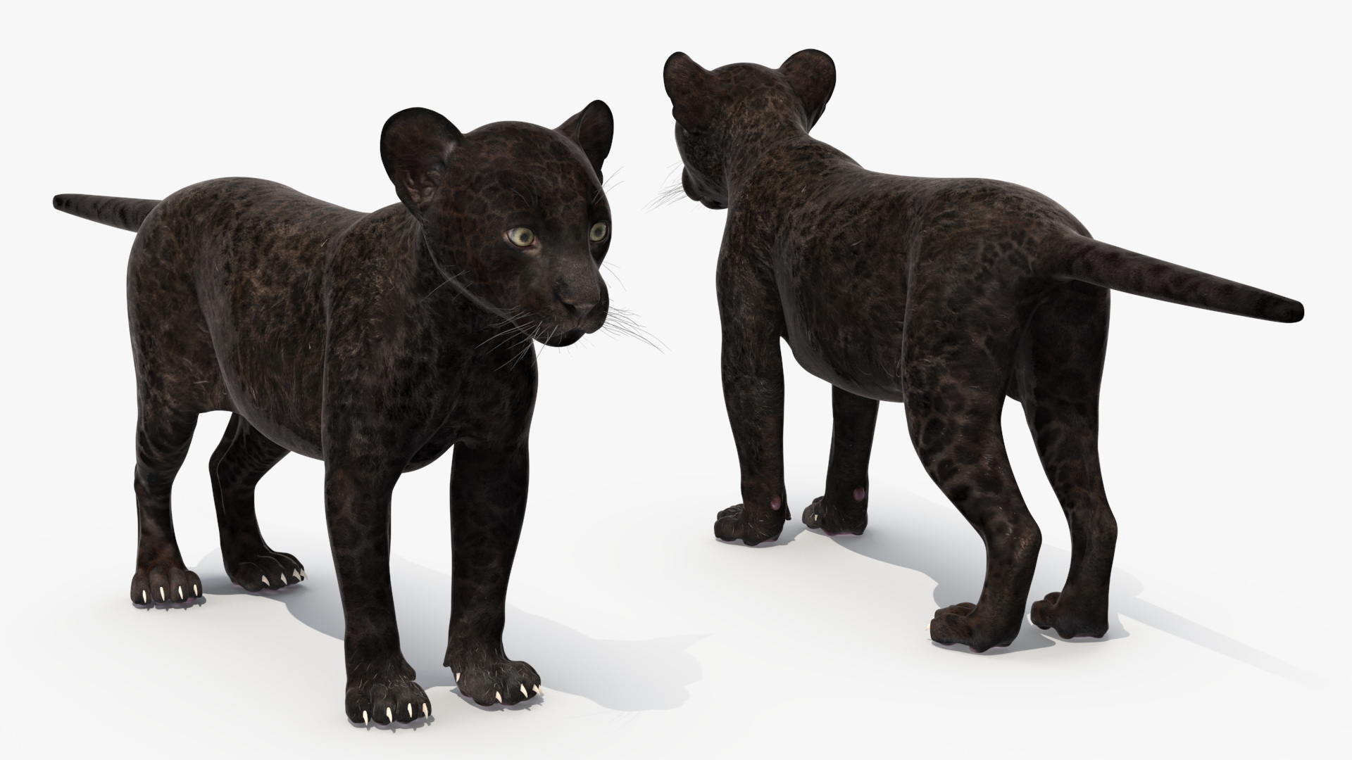 3D Panther Cub