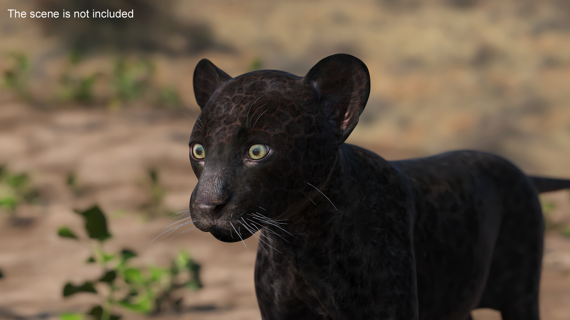 3D Panther Cub