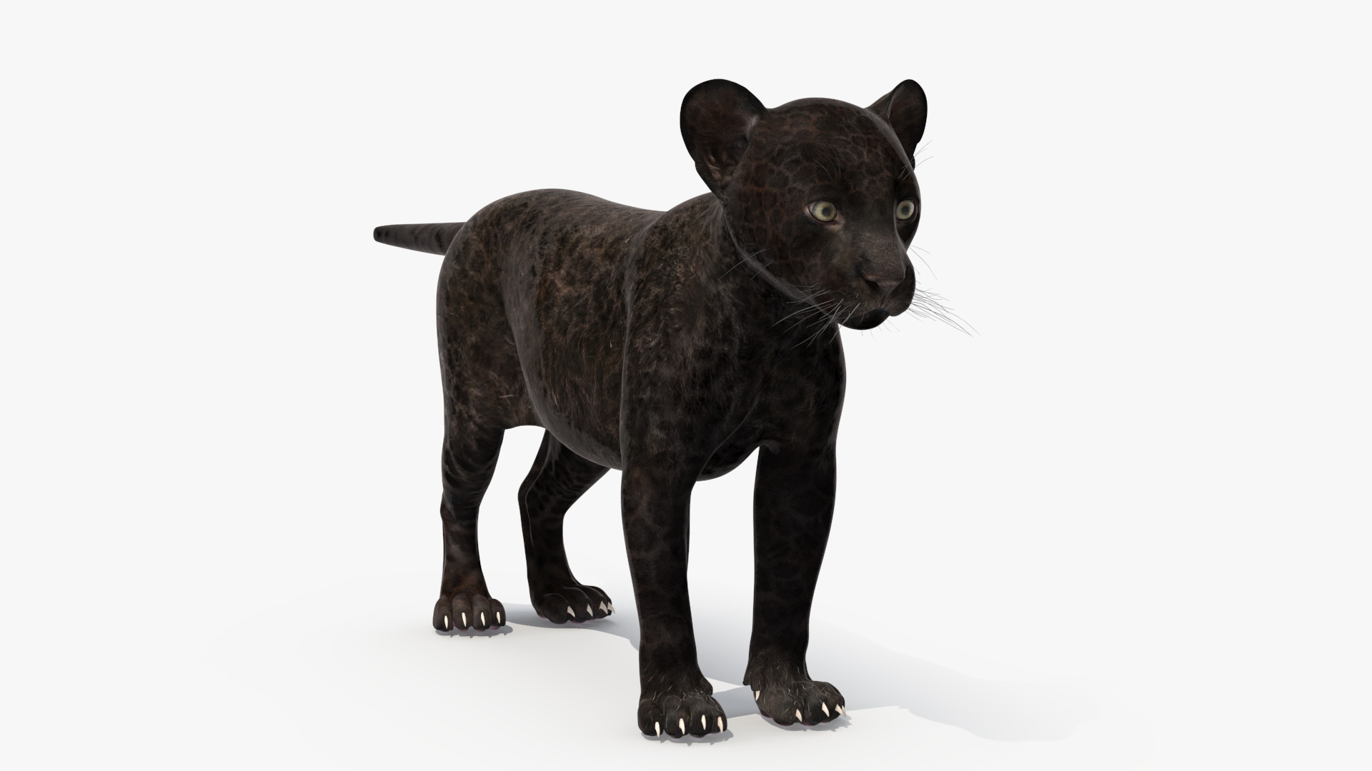 3D Panther Cub