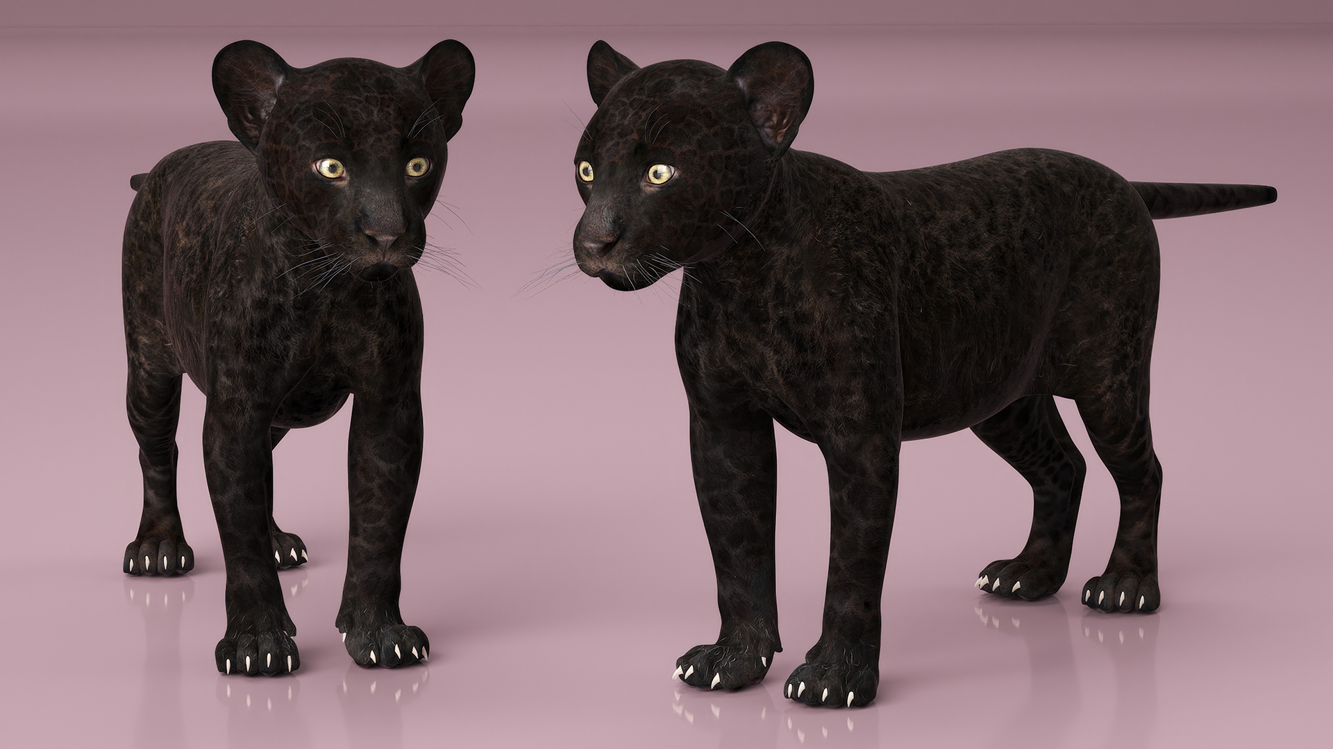 3D Panther Cub