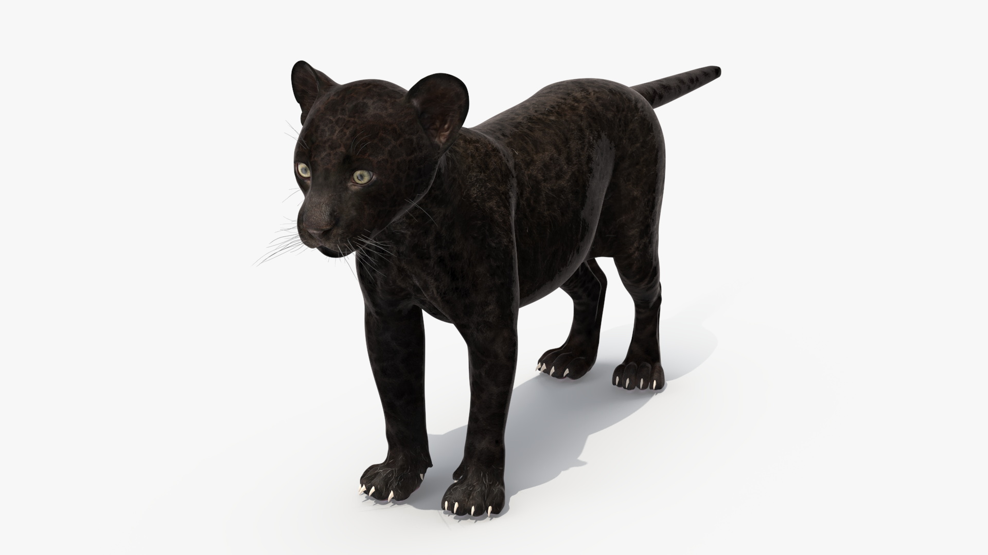 3D Panther Cub