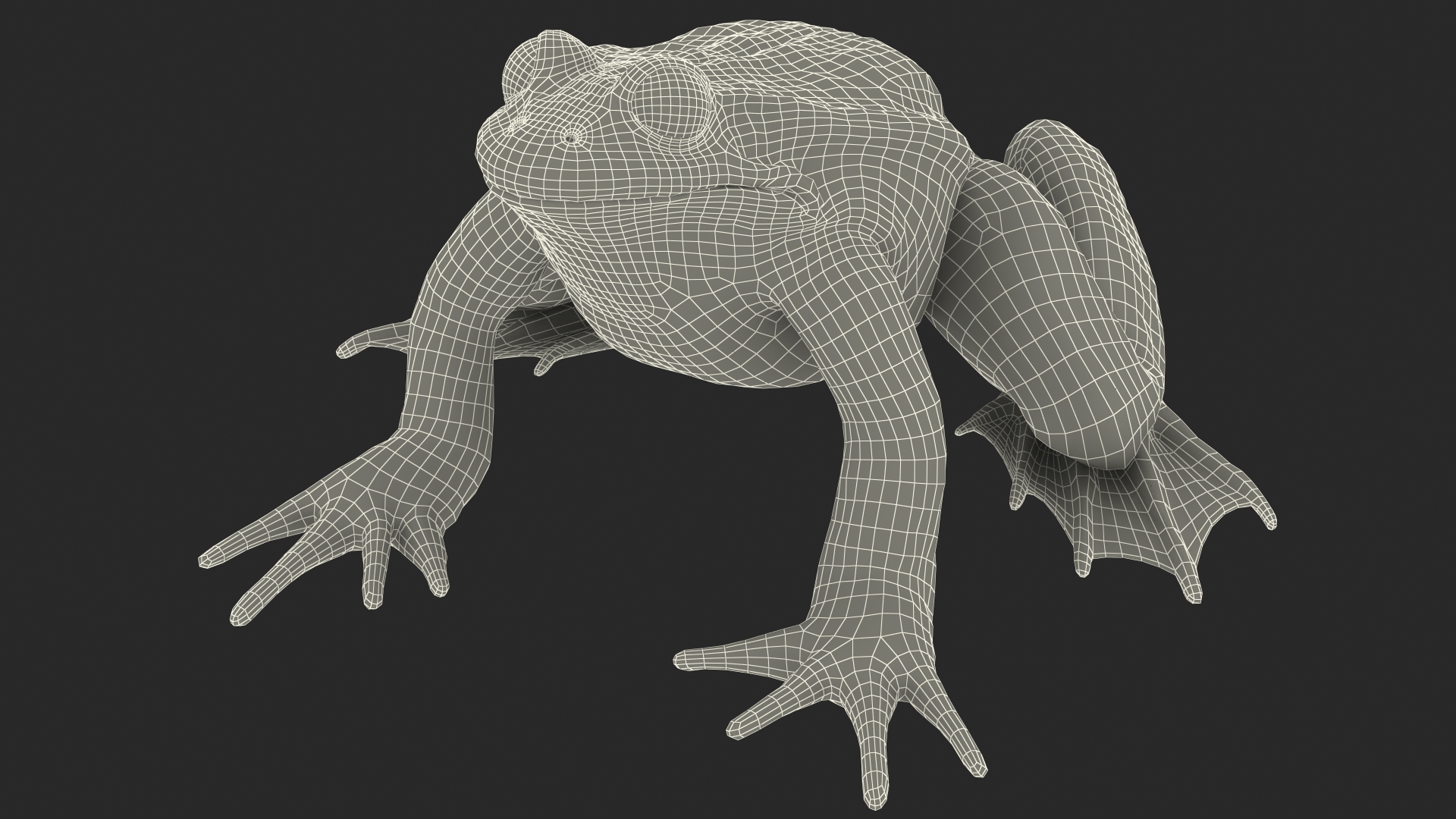 Frog Life Cycle Stages 3D