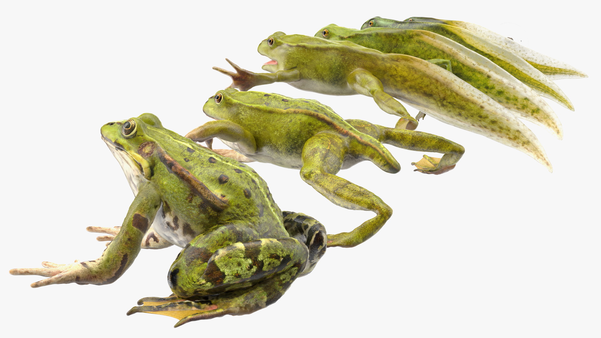 Frog Life Cycle Stages 3D