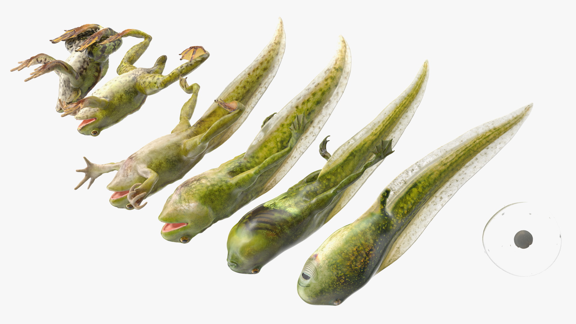 Frog Life Cycle Stages 3D