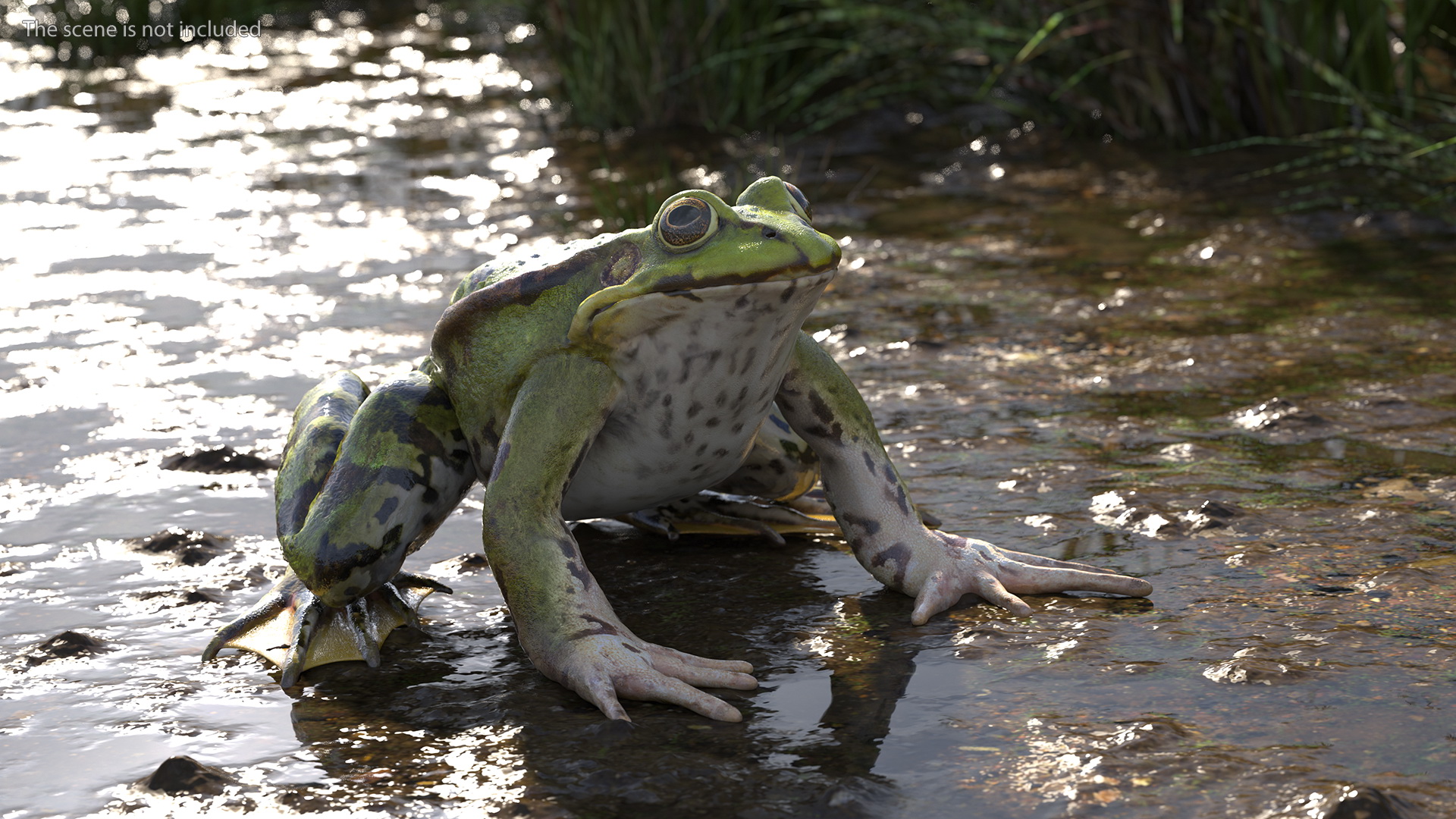 Frog Life Cycle Stages 3D