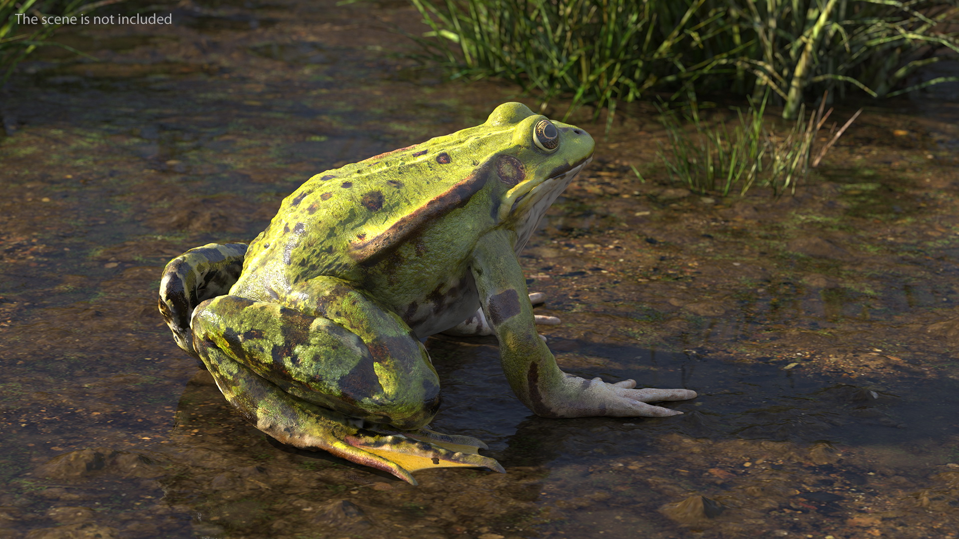 Frog Life Cycle Stages 3D