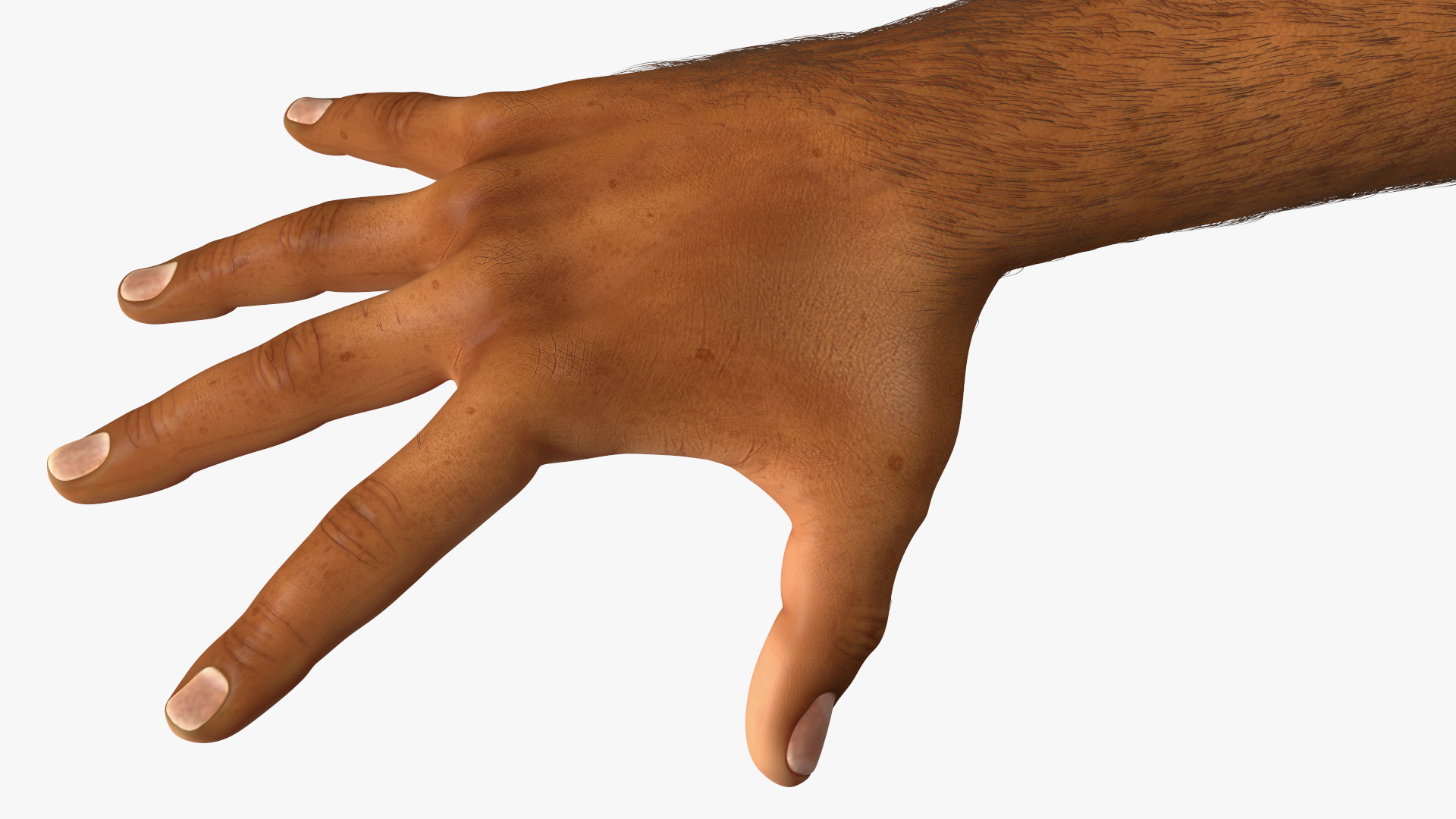 3D Hairy Human Male Hands Fur