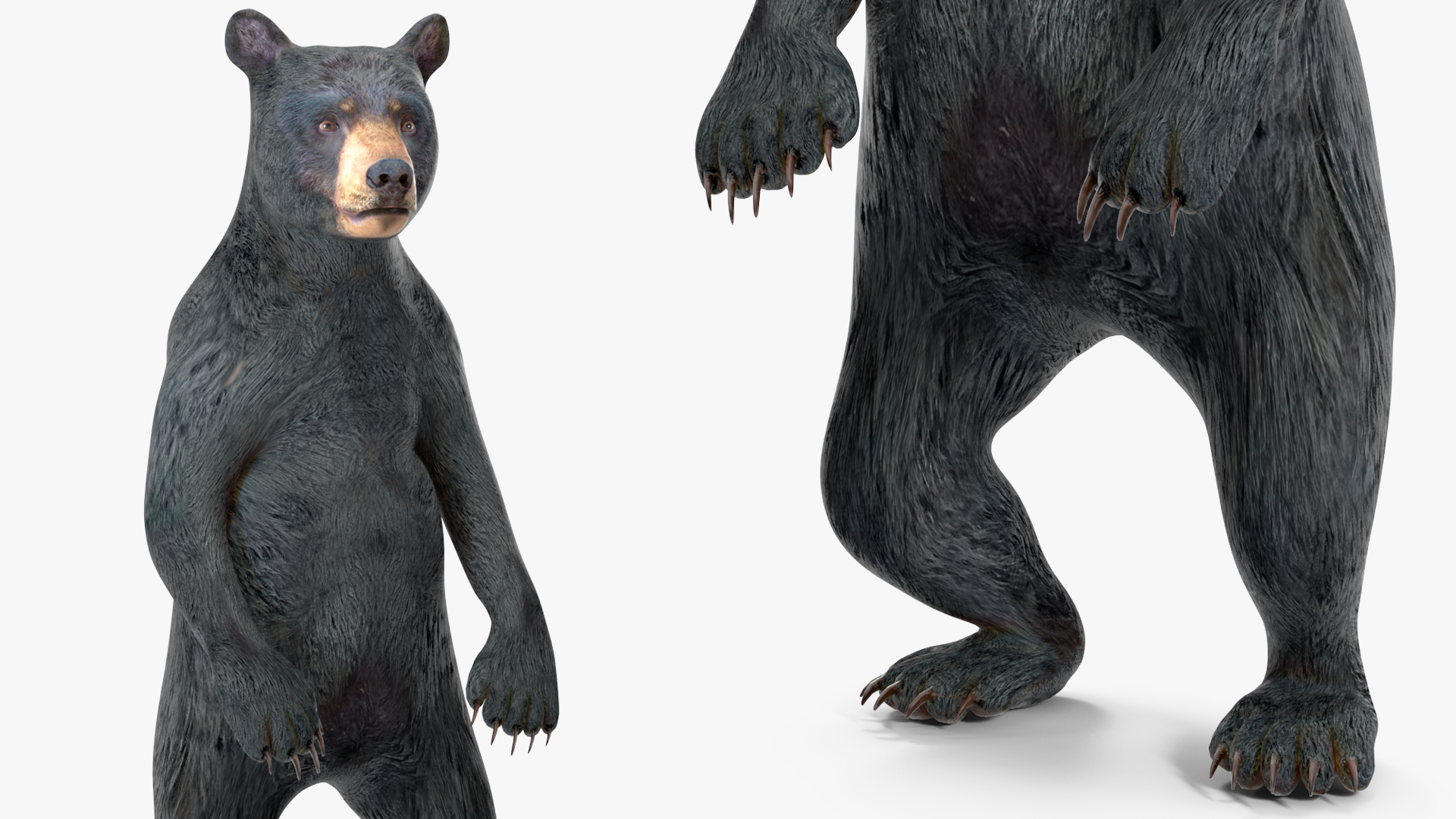 3D model Standing Young Black Bear