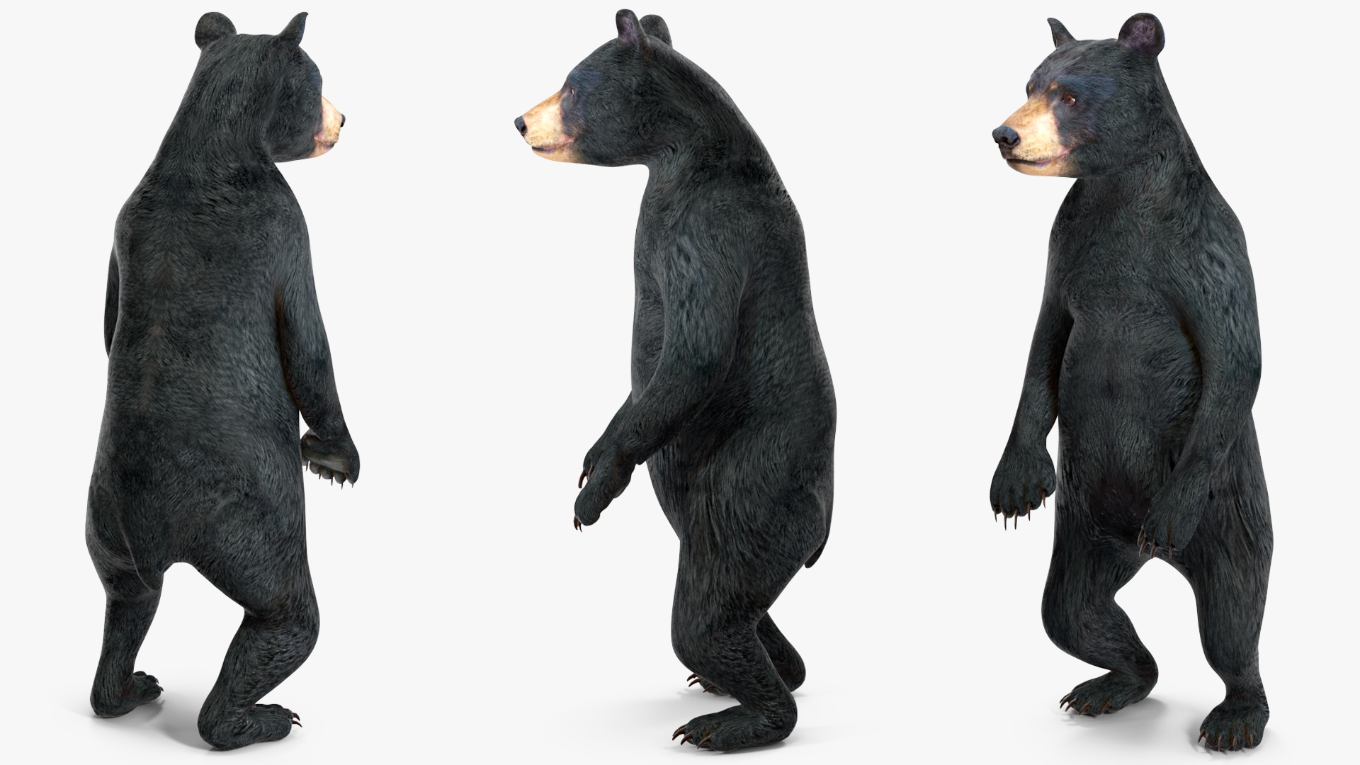 3D model Standing Young Black Bear