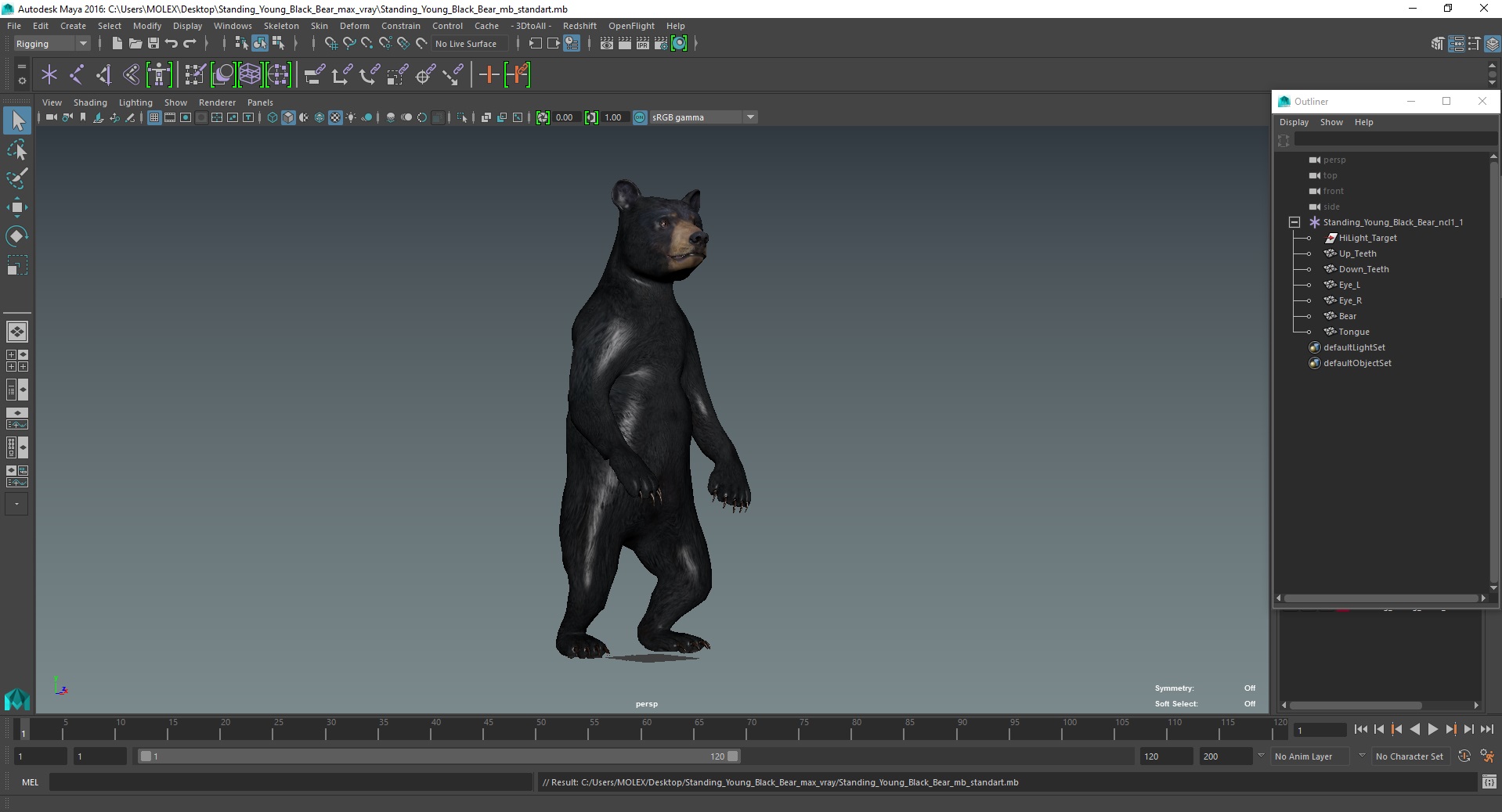 3D model Standing Young Black Bear