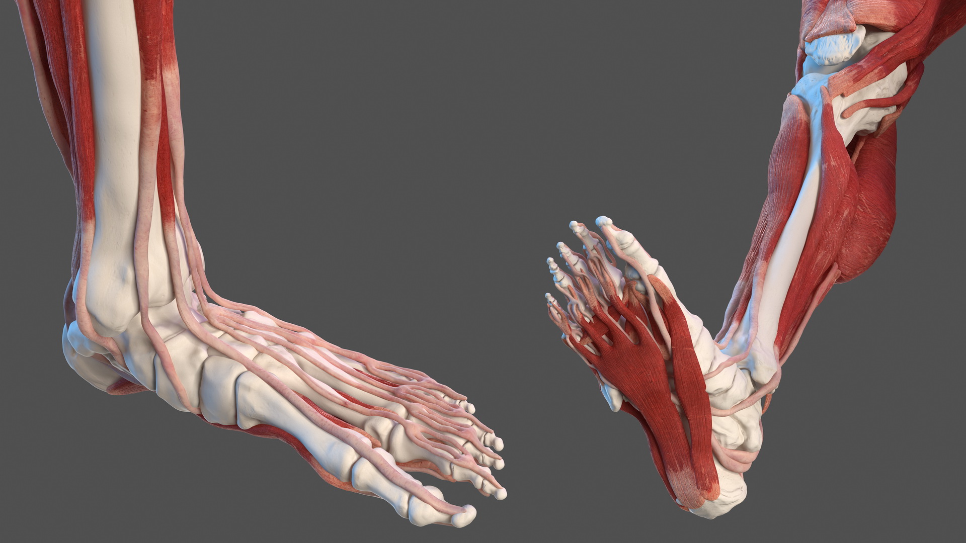 3D Male Skeleton and Muscular System model