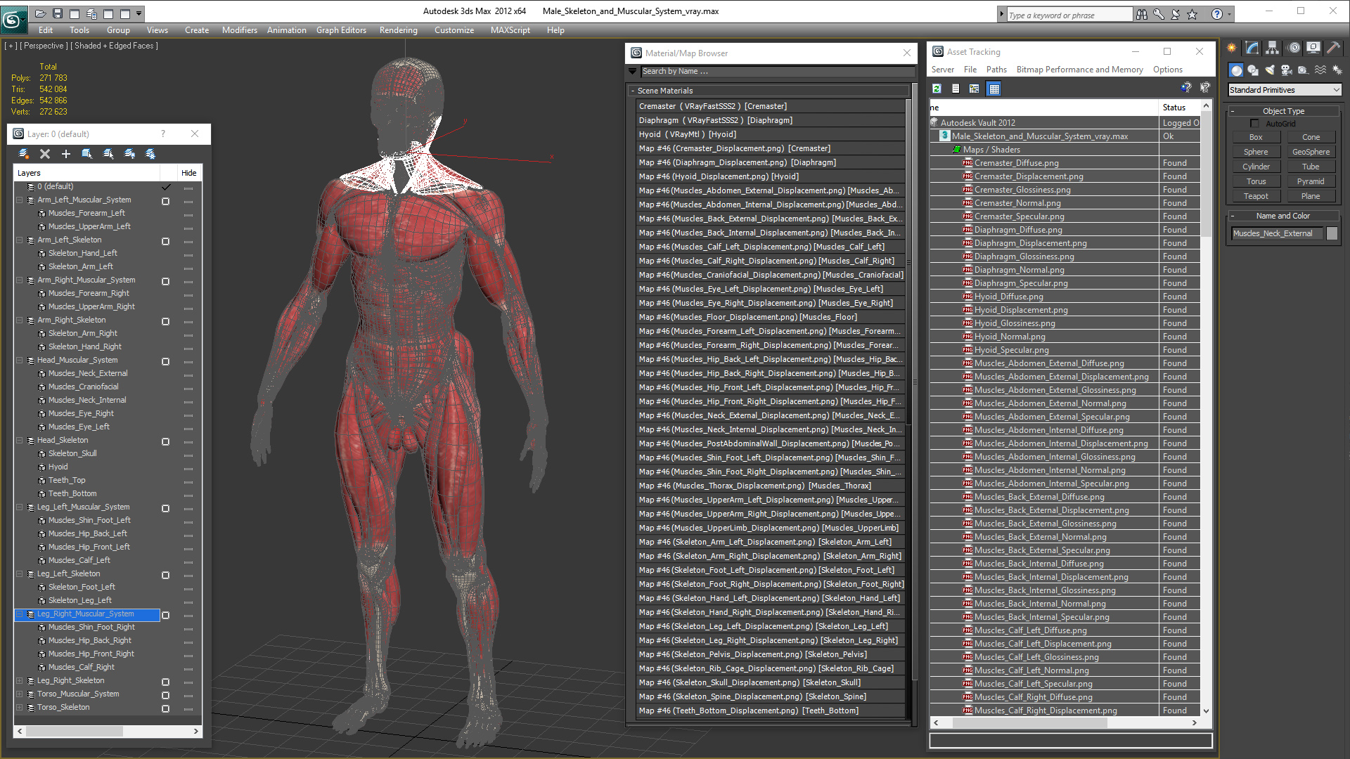 3D Male Skeleton and Muscular System model