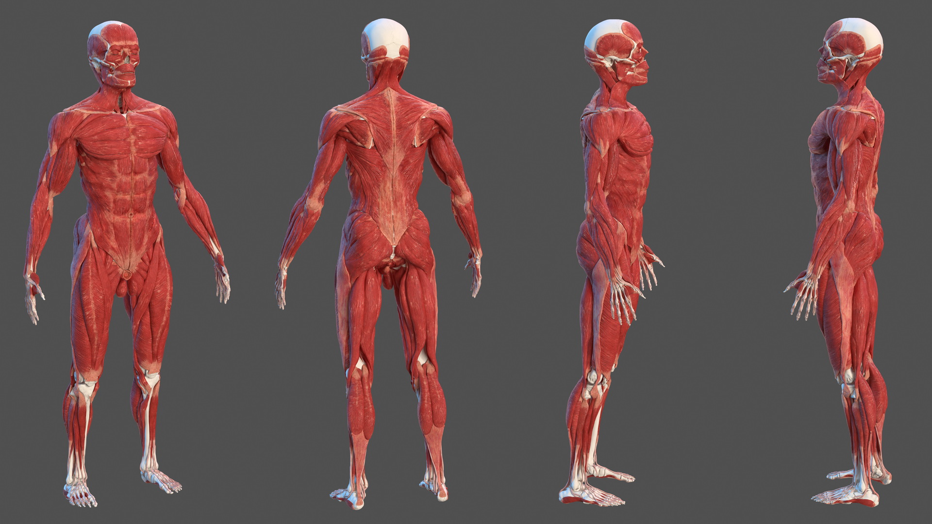 3D Male Skeleton and Muscular System model