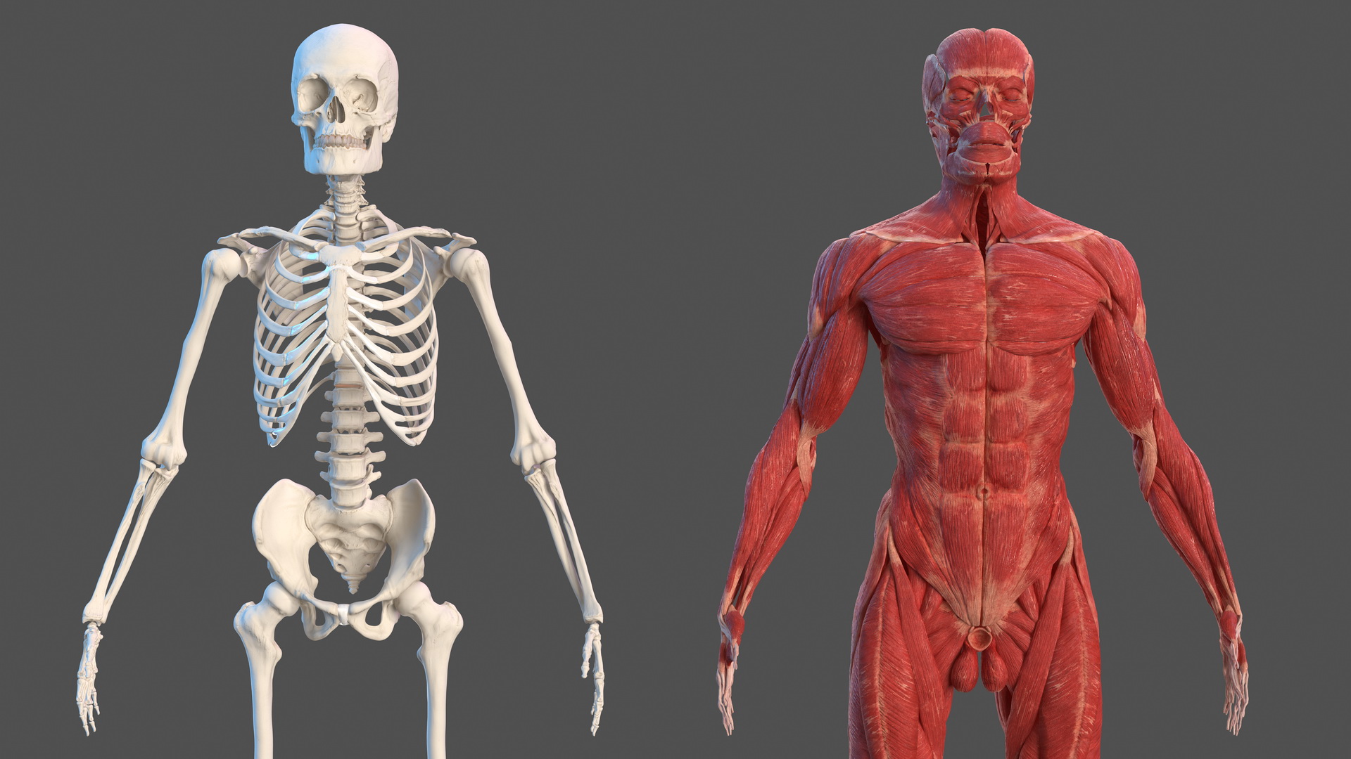 3D Male Skeleton and Muscular System model