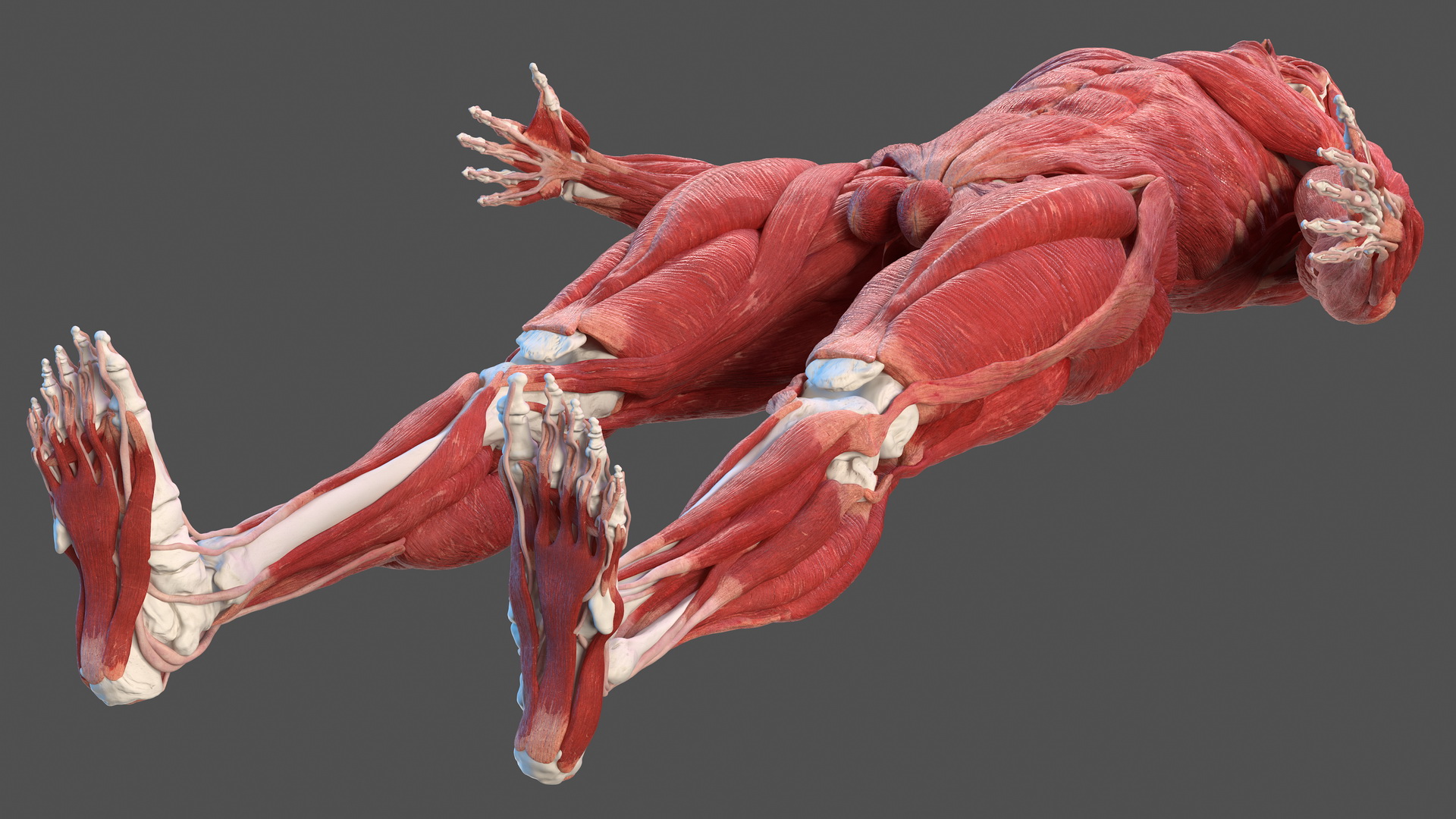 3D Male Skeleton and Muscular System model