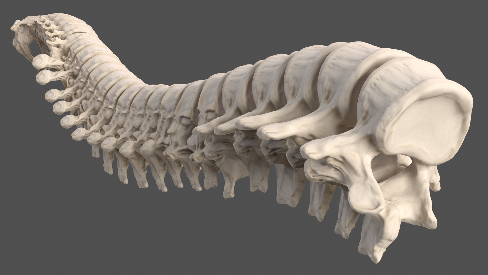 3D Male Skeleton and Muscular System model