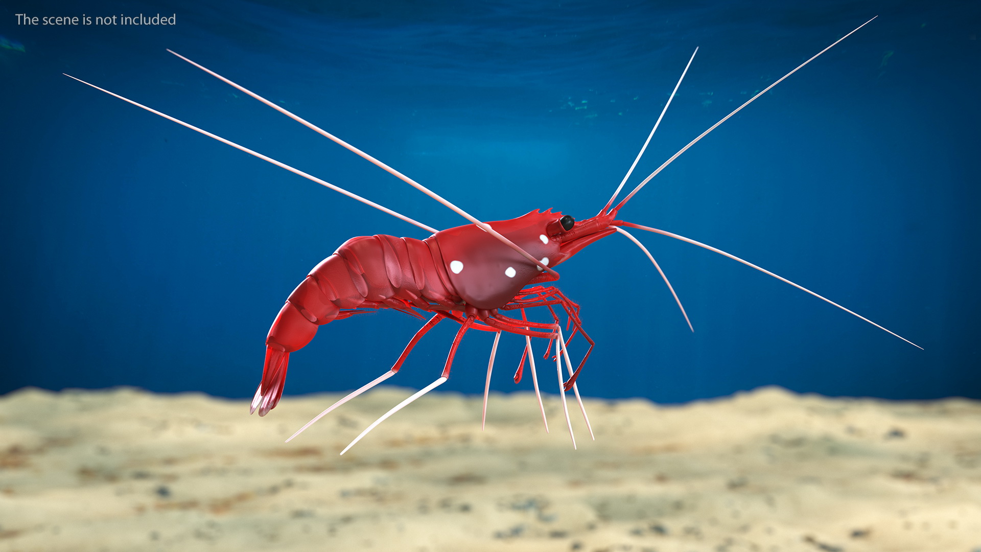 3D Fire Blood Shrimp Rigged Fur model