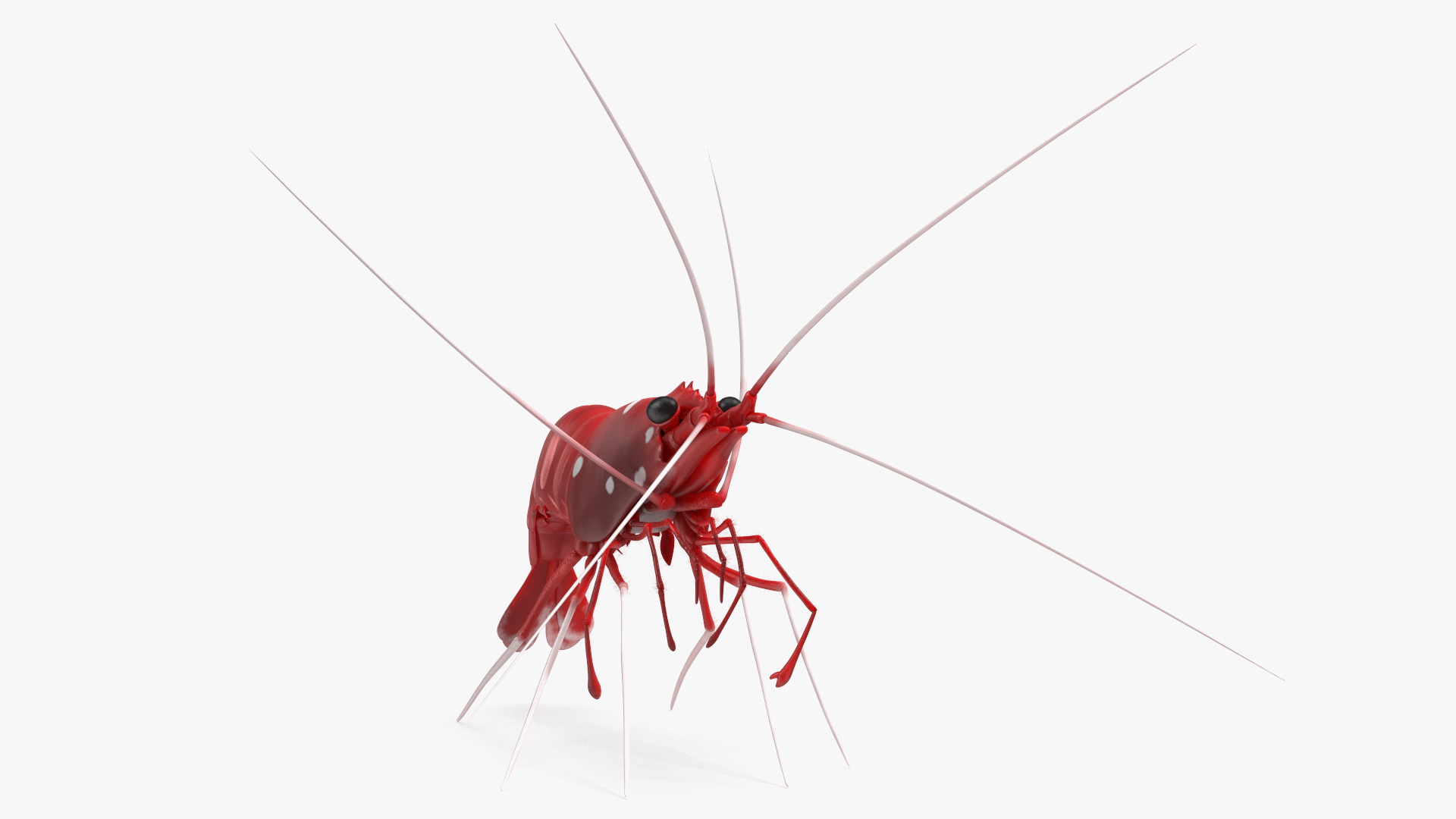 3D Fire Blood Shrimp Rigged Fur model