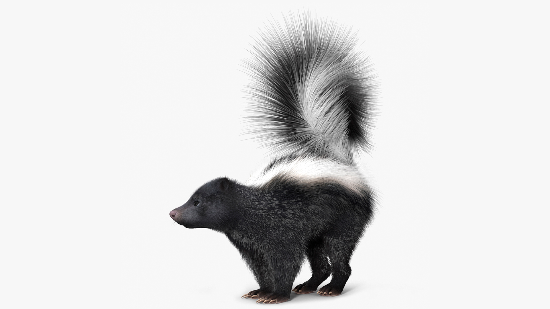 Skunk Wary Fur 3D model