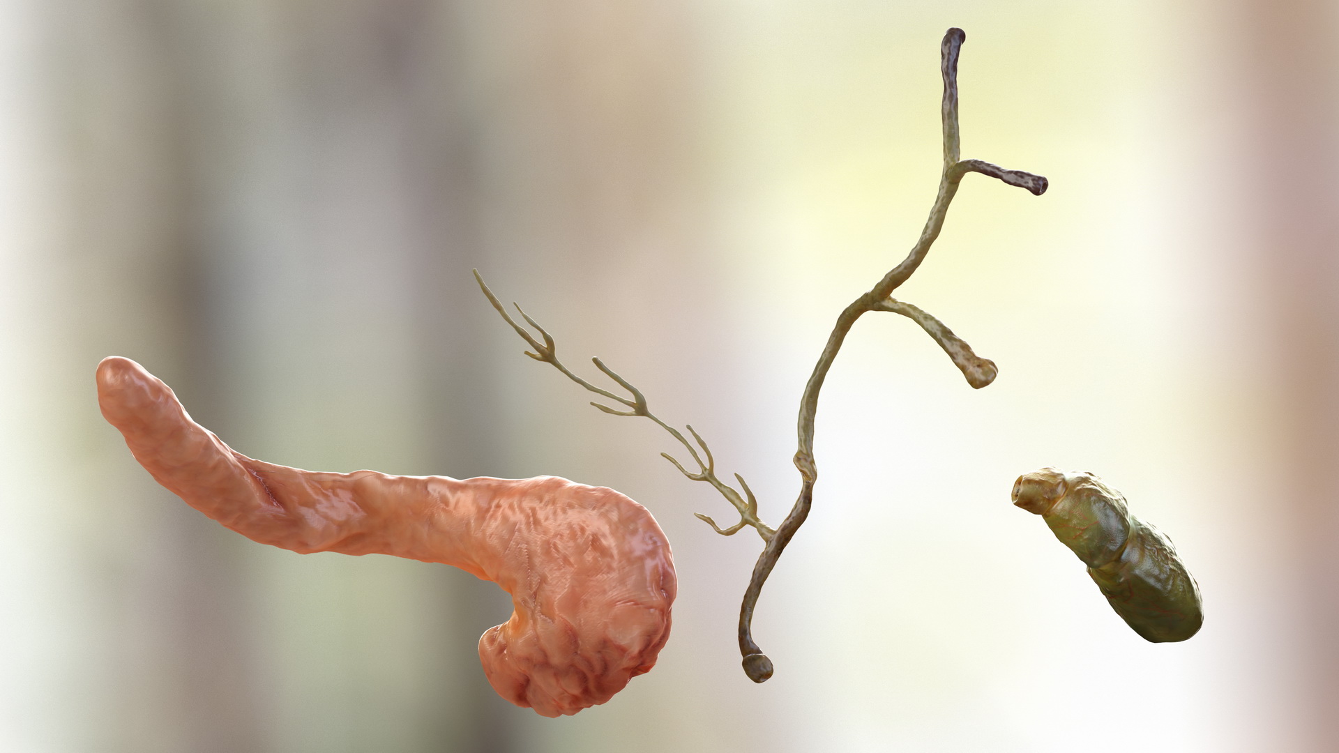 3D model Human Pancreas and Gallbladder