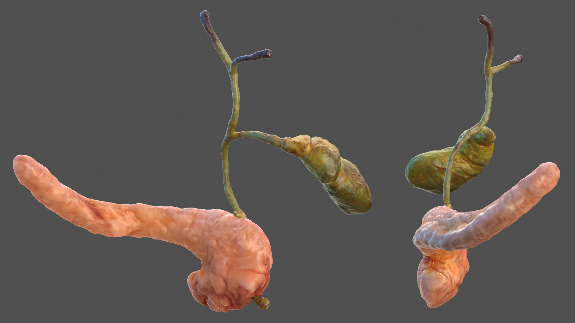 3D model Human Pancreas and Gallbladder