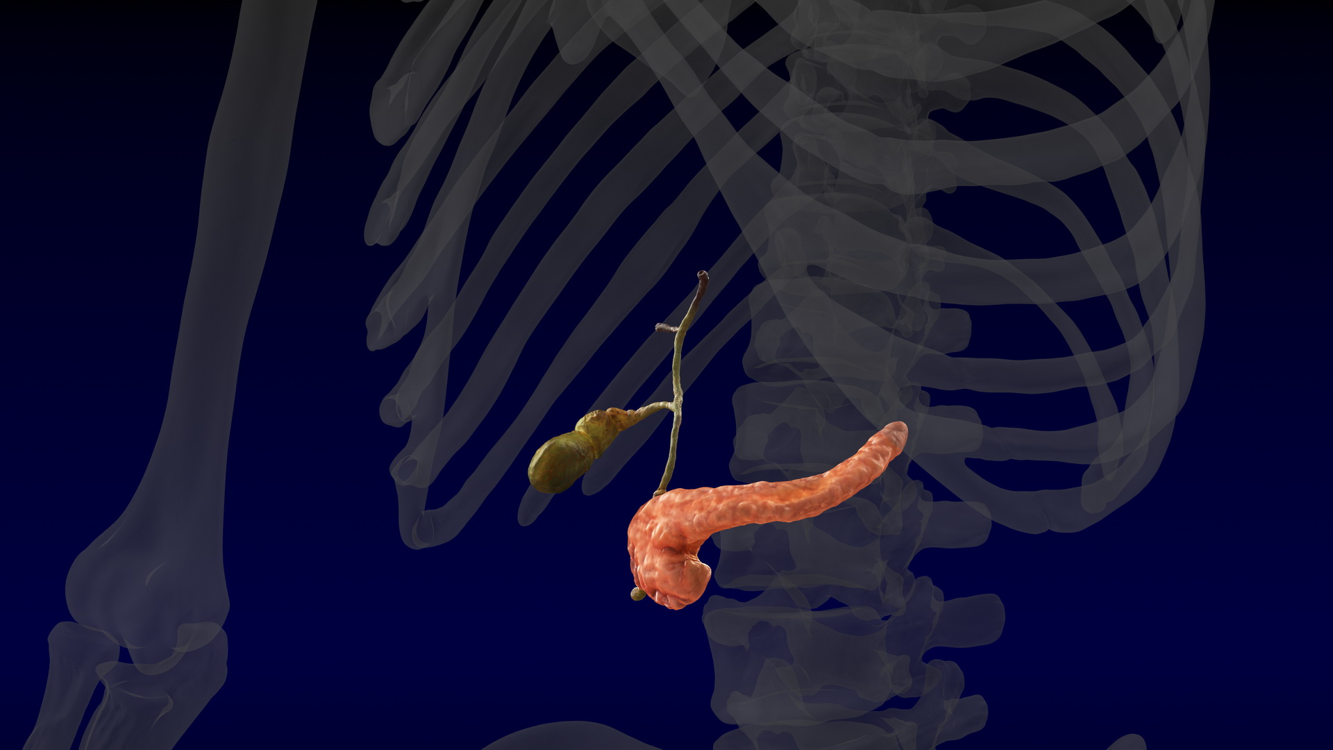 3D model Human Pancreas and Gallbladder