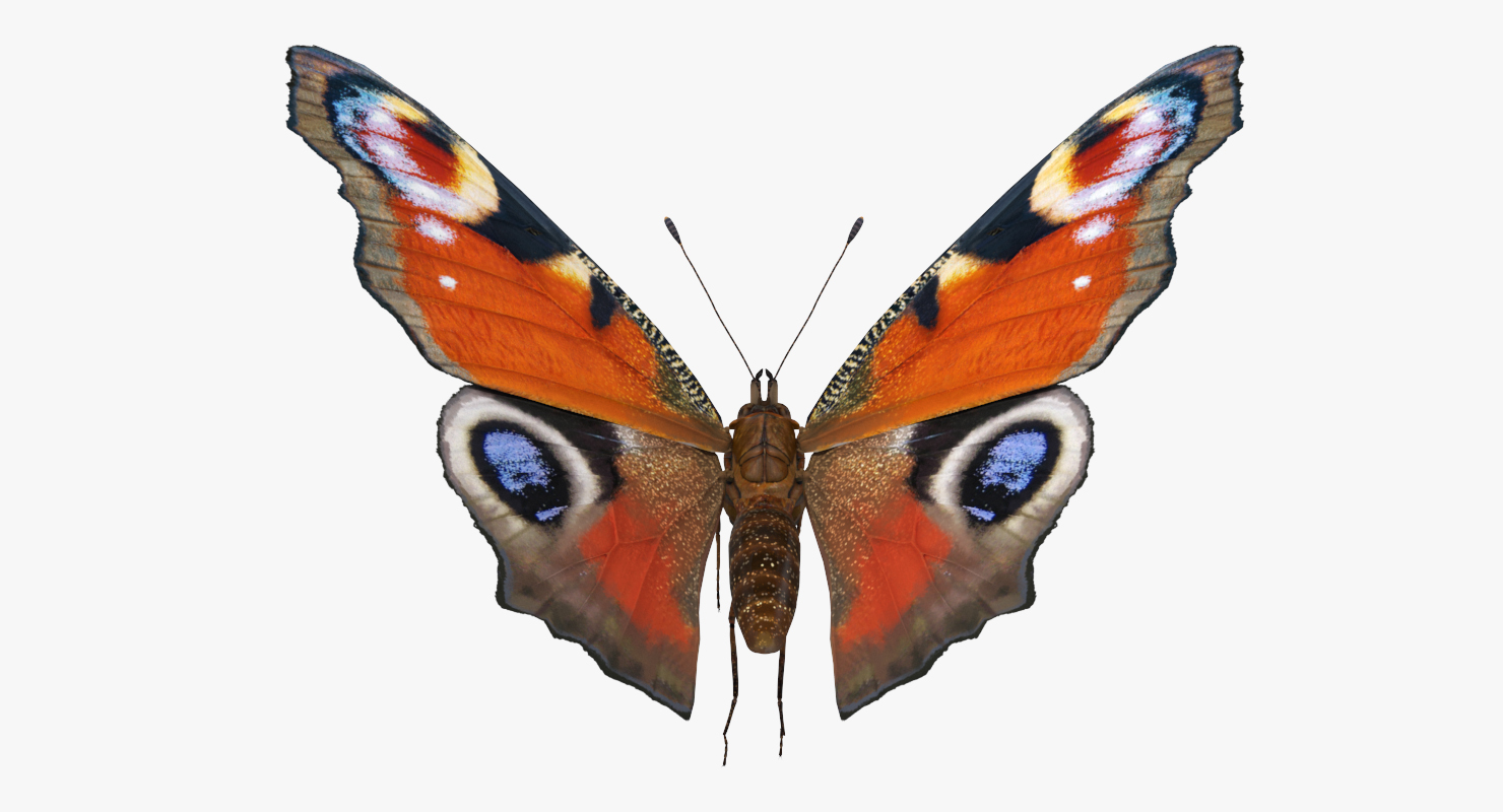 3D European Peacock Butterfly Flying Pose model