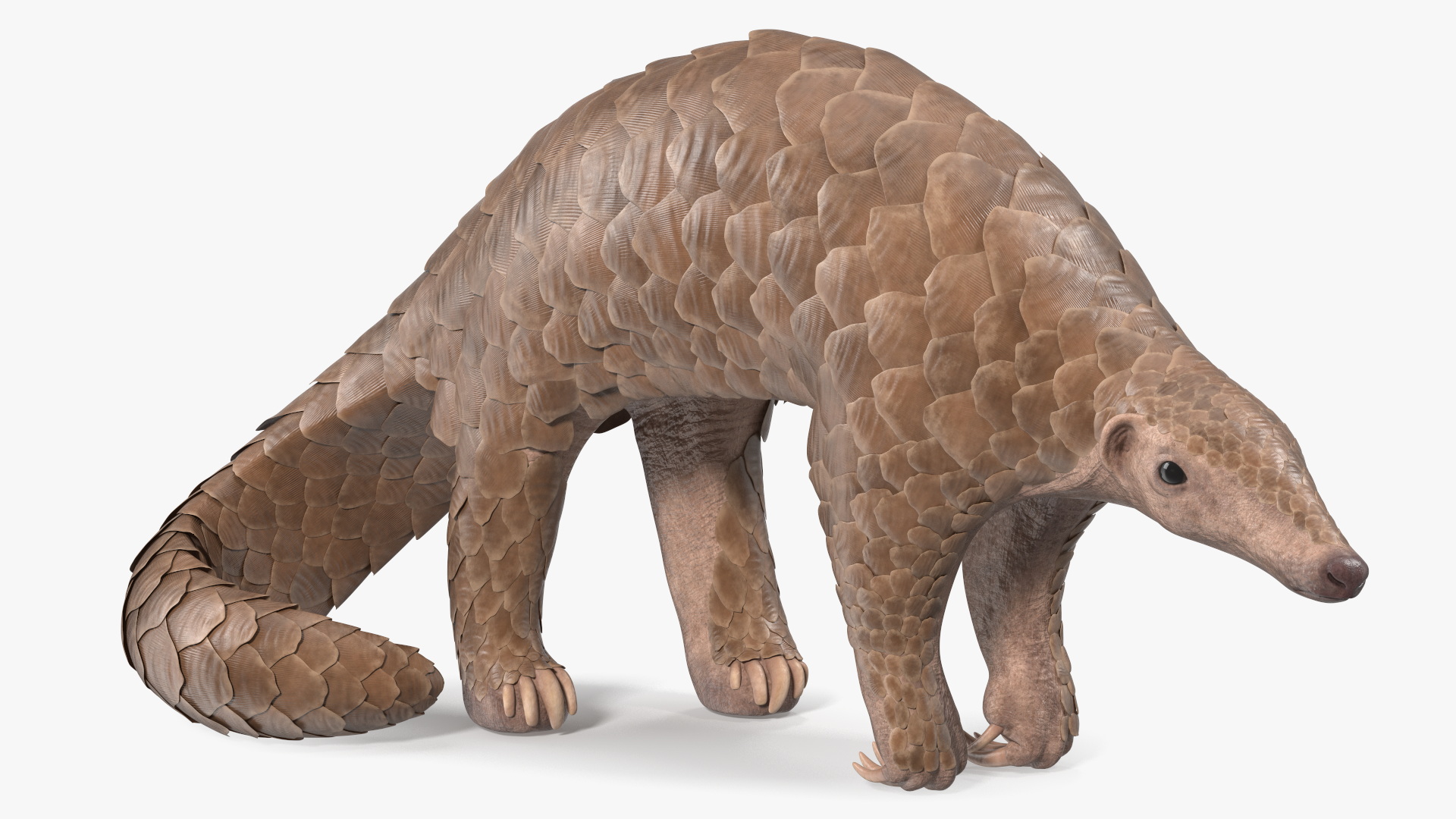 3D Realistic Pangolin model