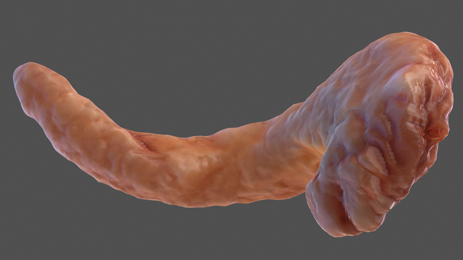 Human Pancreas 3D model