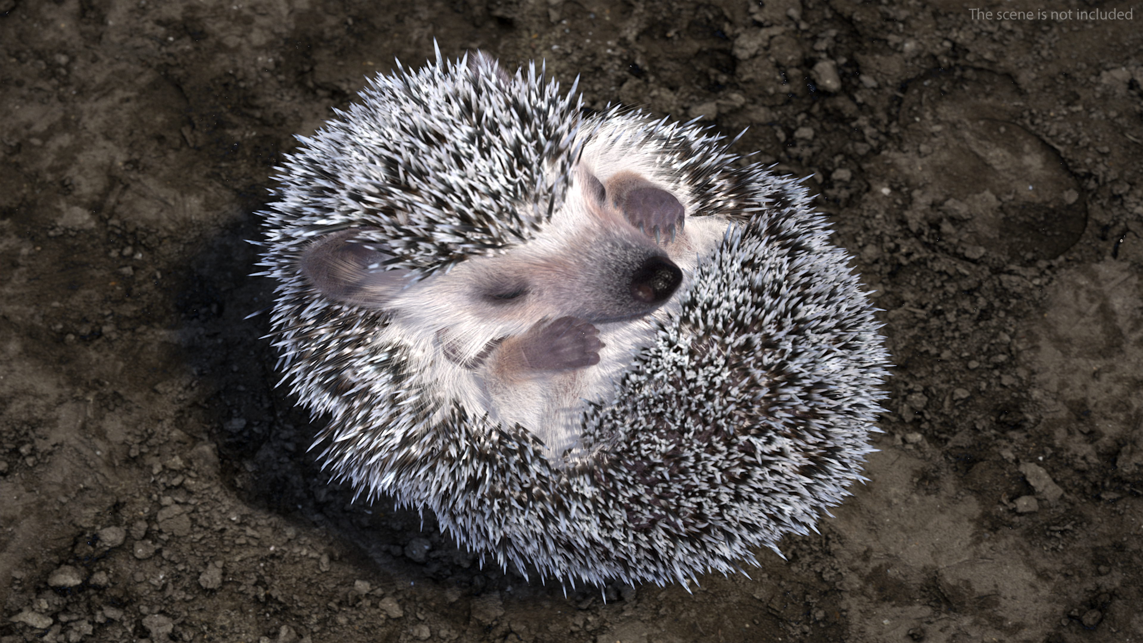 White Sleeping Hedgehog Fur 3D