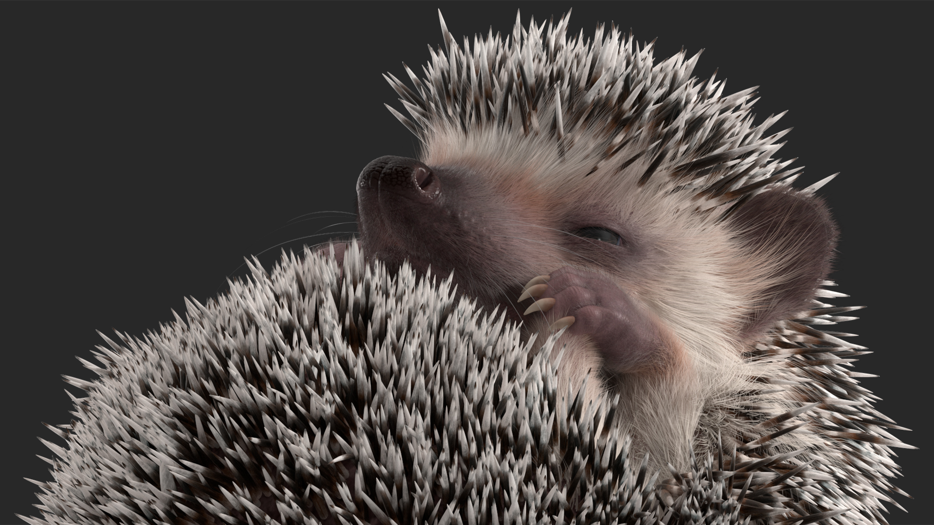 White Sleeping Hedgehog Fur 3D