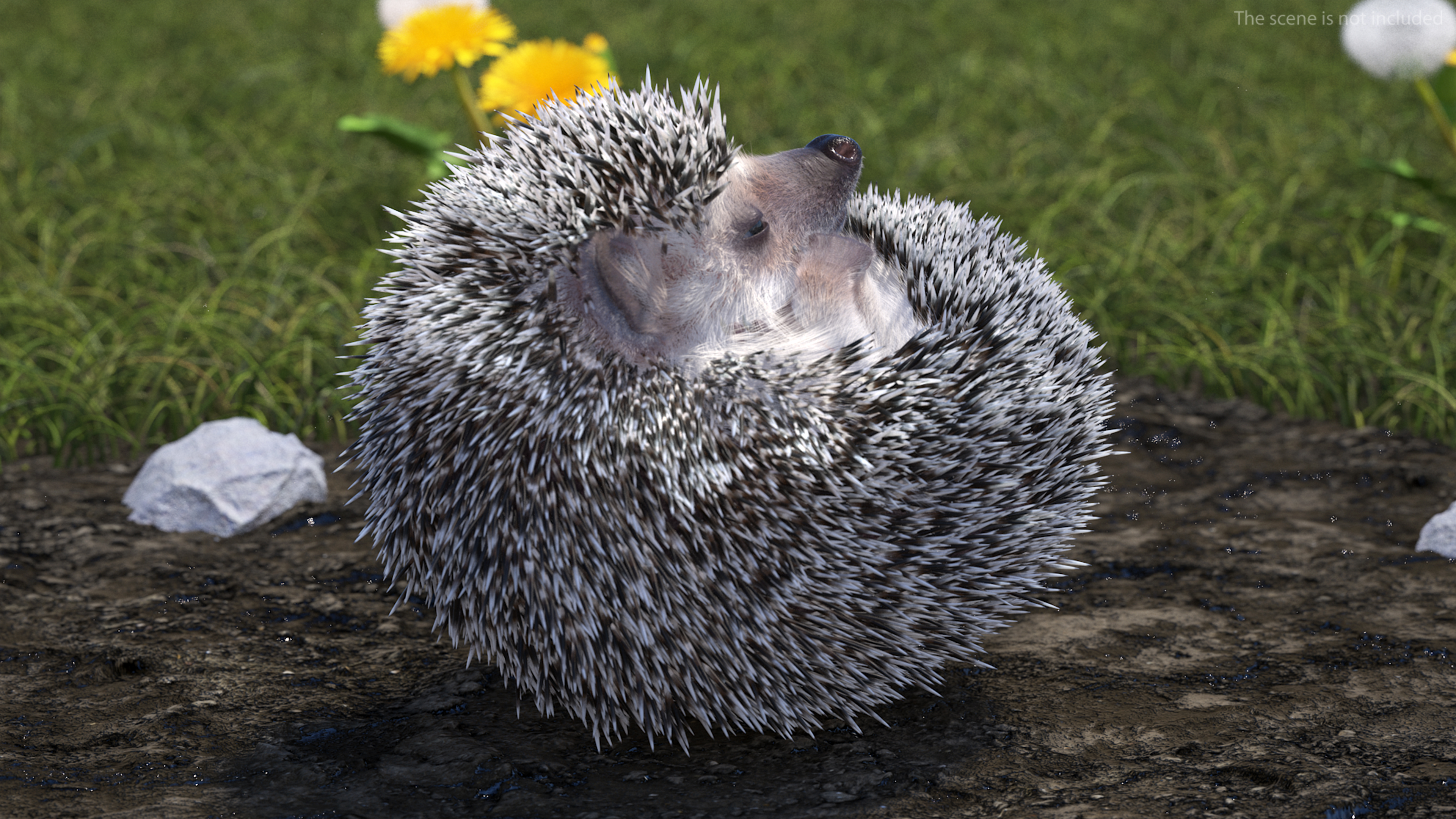 White Sleeping Hedgehog Fur 3D