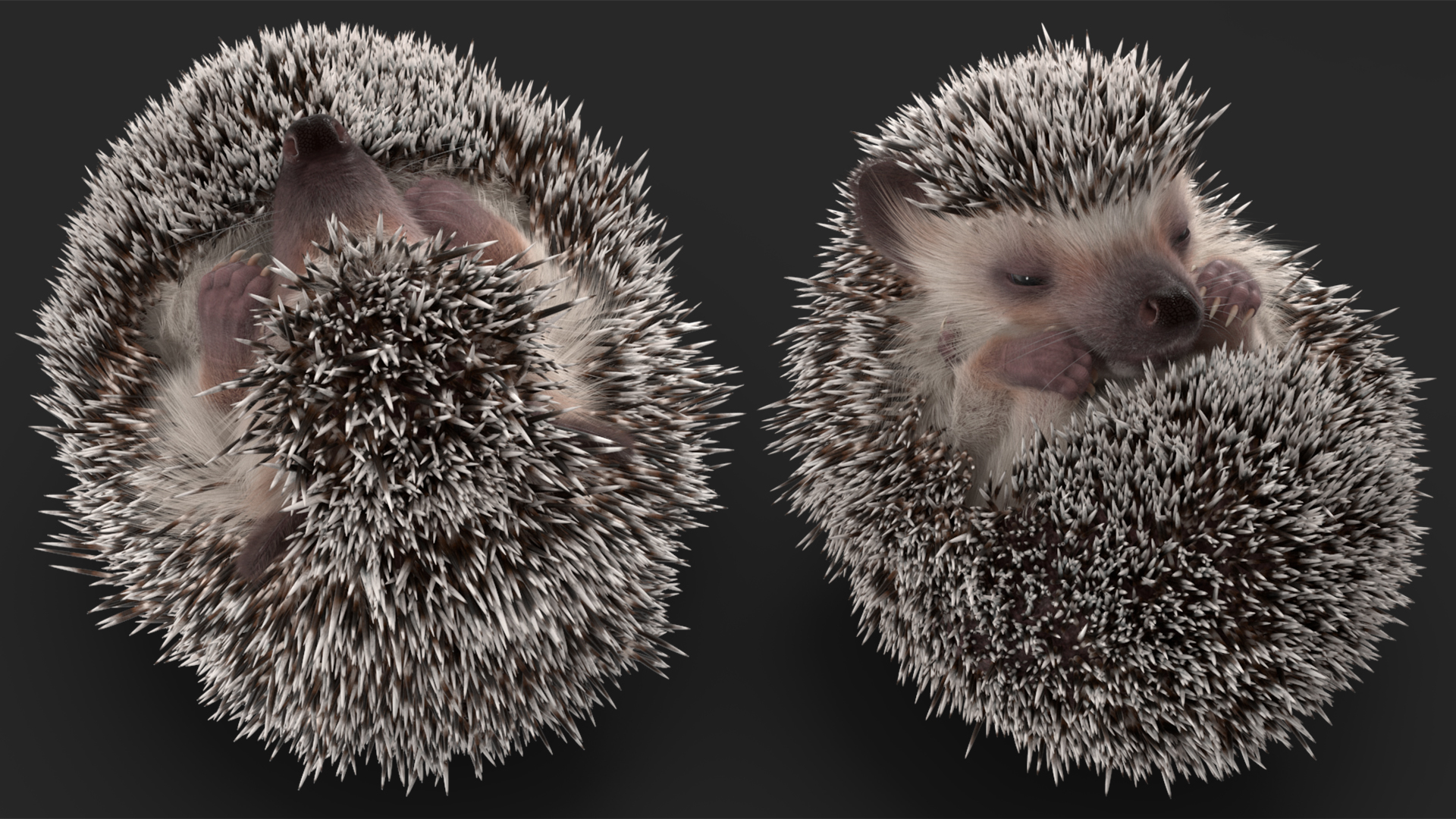 White Sleeping Hedgehog Fur 3D