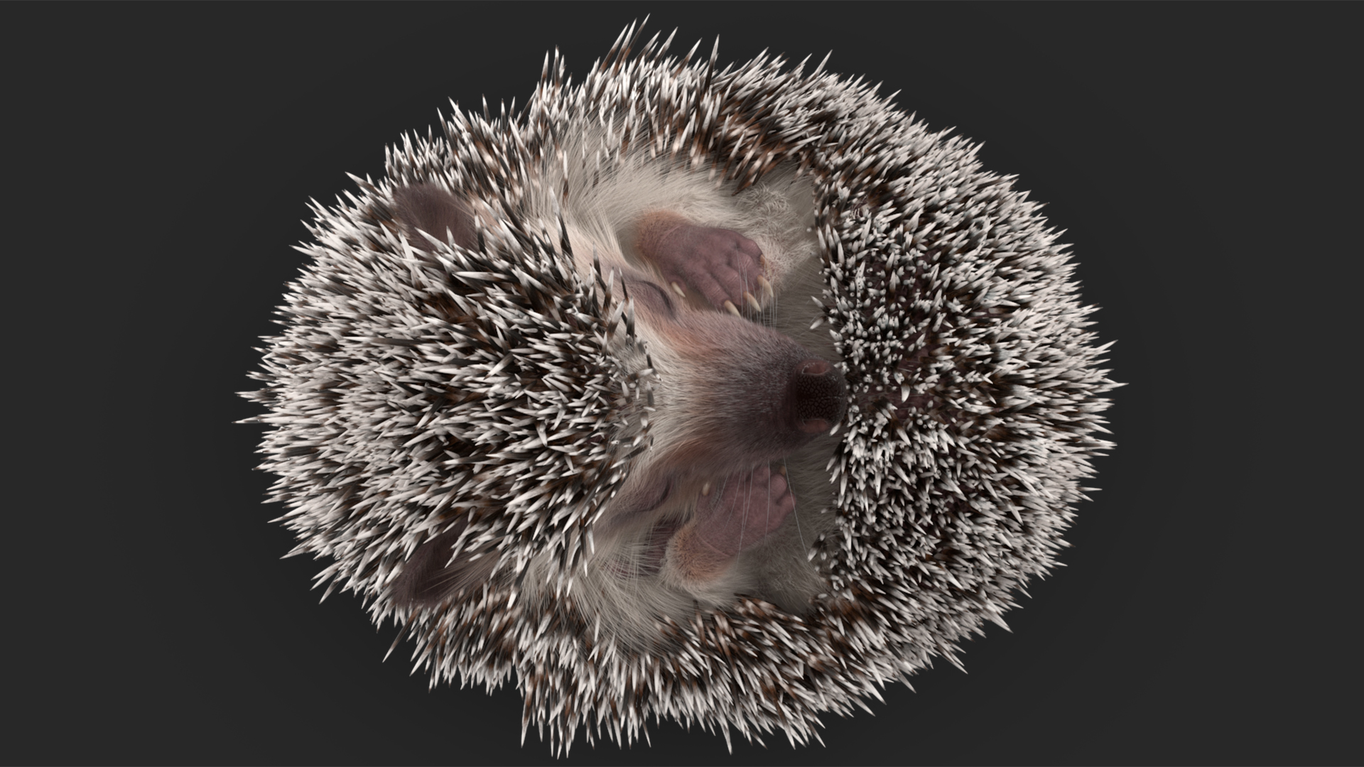 White Sleeping Hedgehog Fur 3D