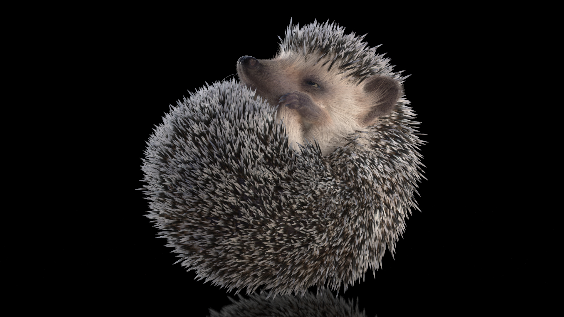 White Sleeping Hedgehog Fur 3D