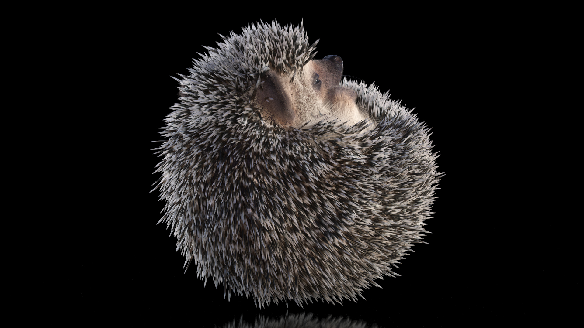 White Sleeping Hedgehog Fur 3D