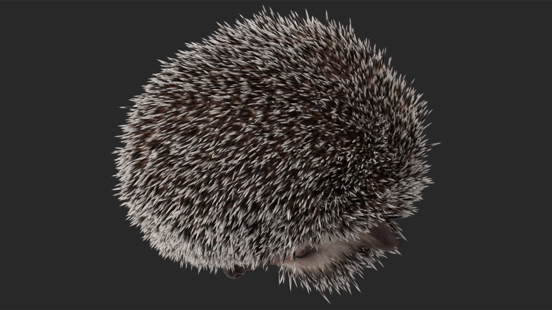 White Sleeping Hedgehog Fur 3D