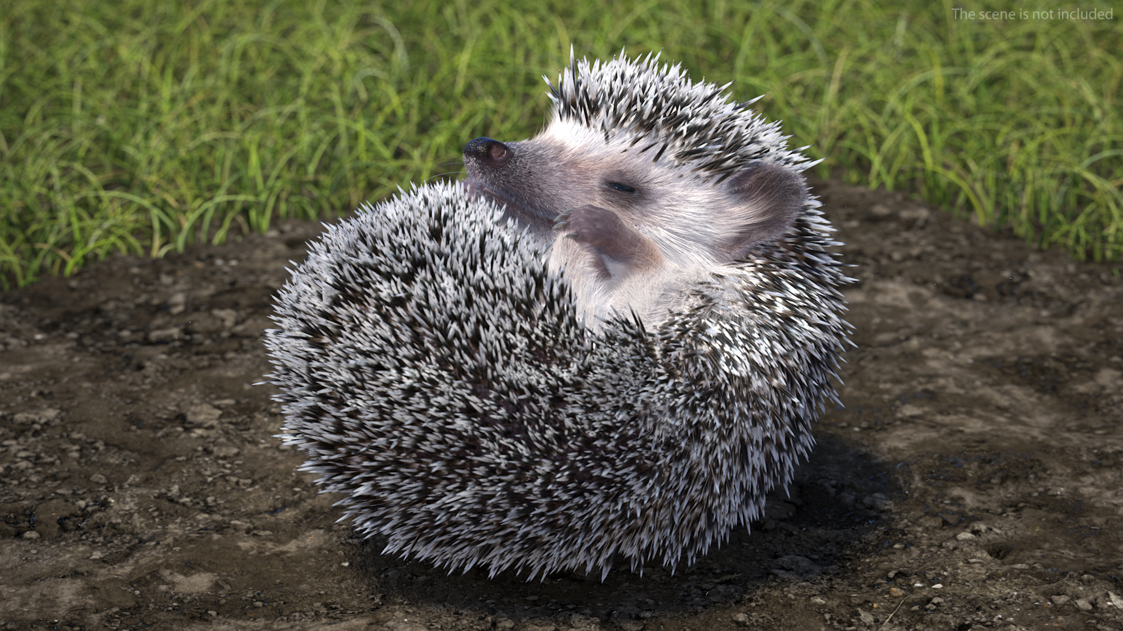 White Sleeping Hedgehog Fur 3D