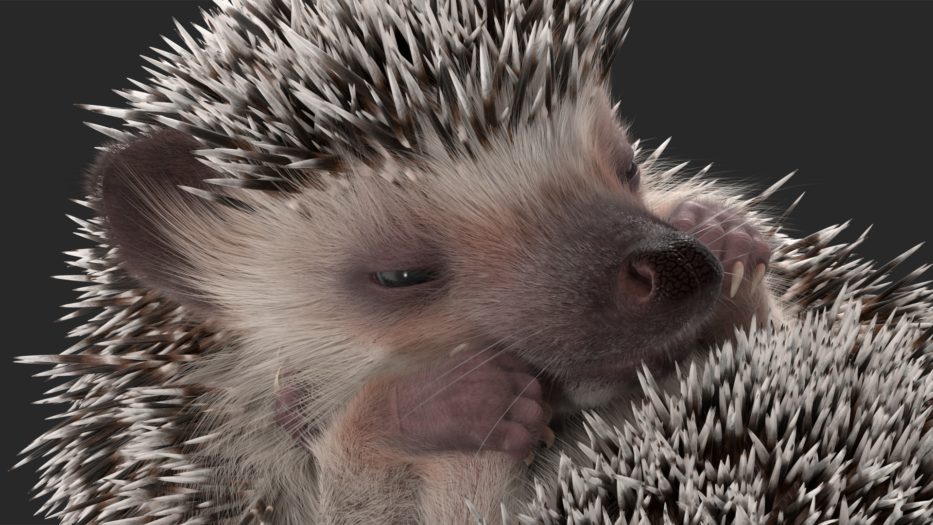 White Sleeping Hedgehog Fur 3D