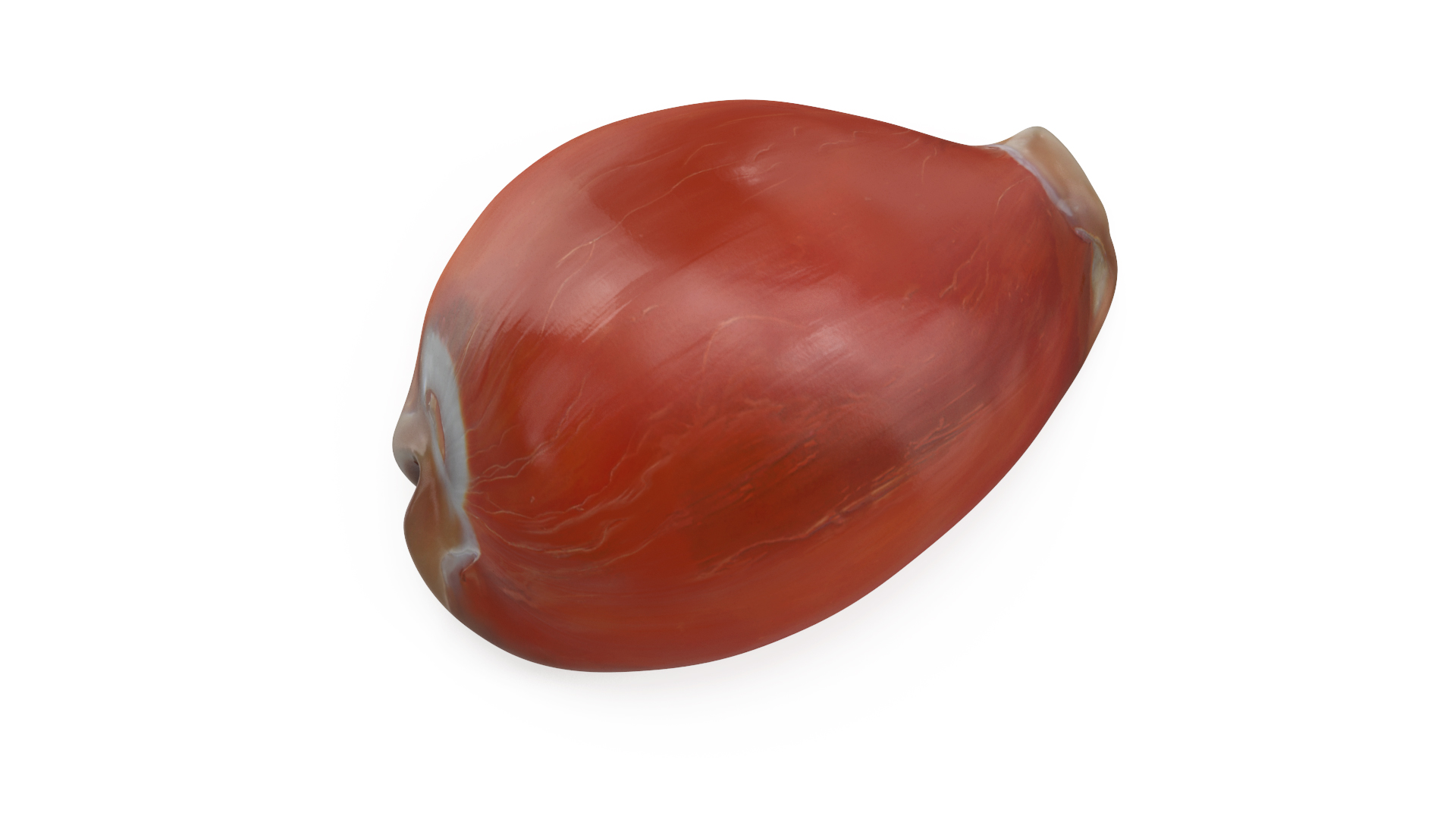 Golden Cowrie Shell 3D model