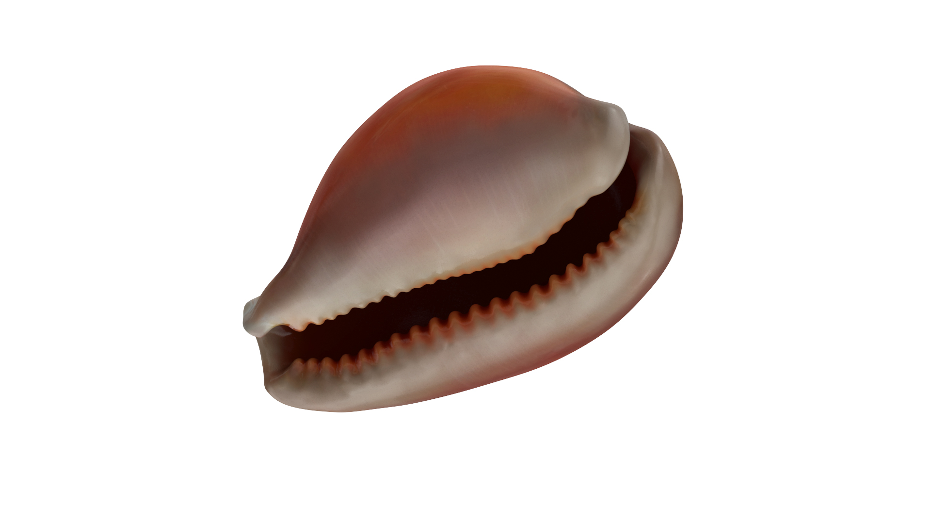 Golden Cowrie Shell 3D model