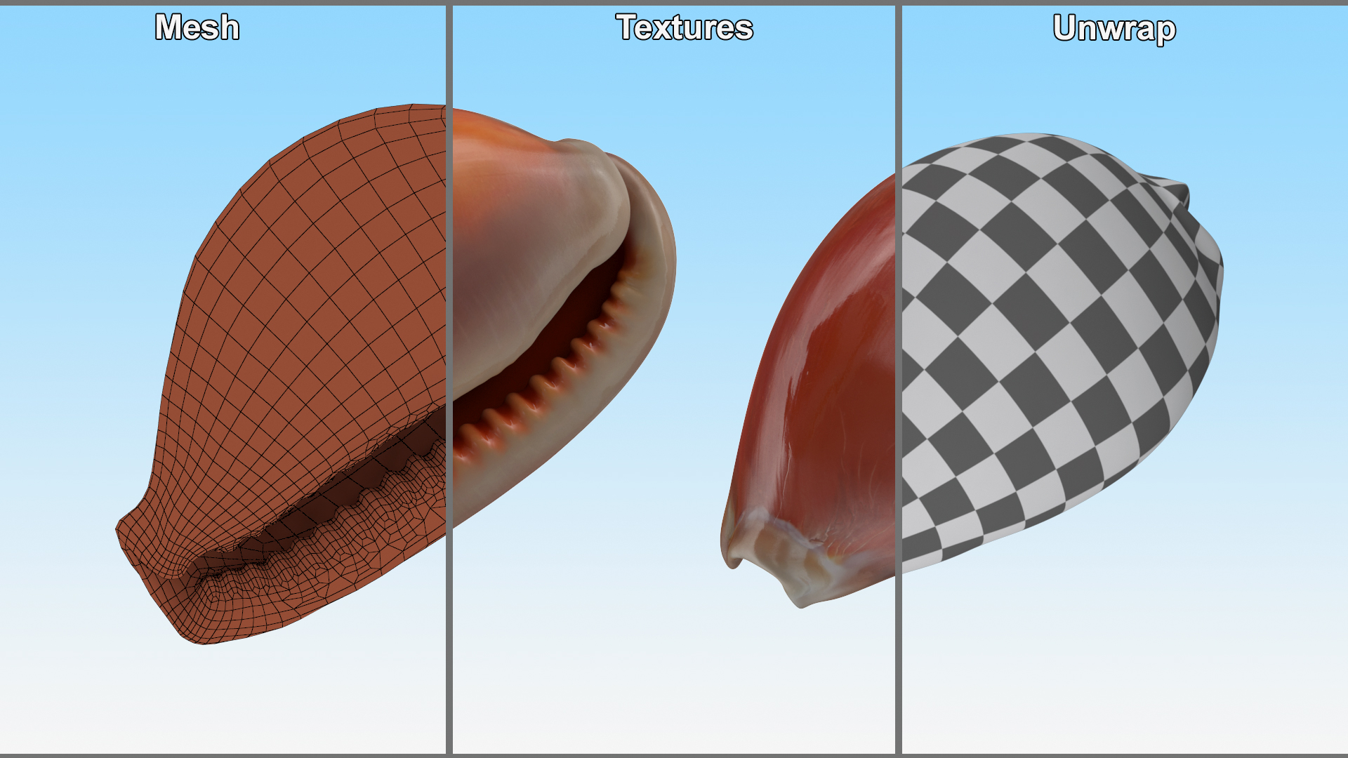 Golden Cowrie Shell 3D model