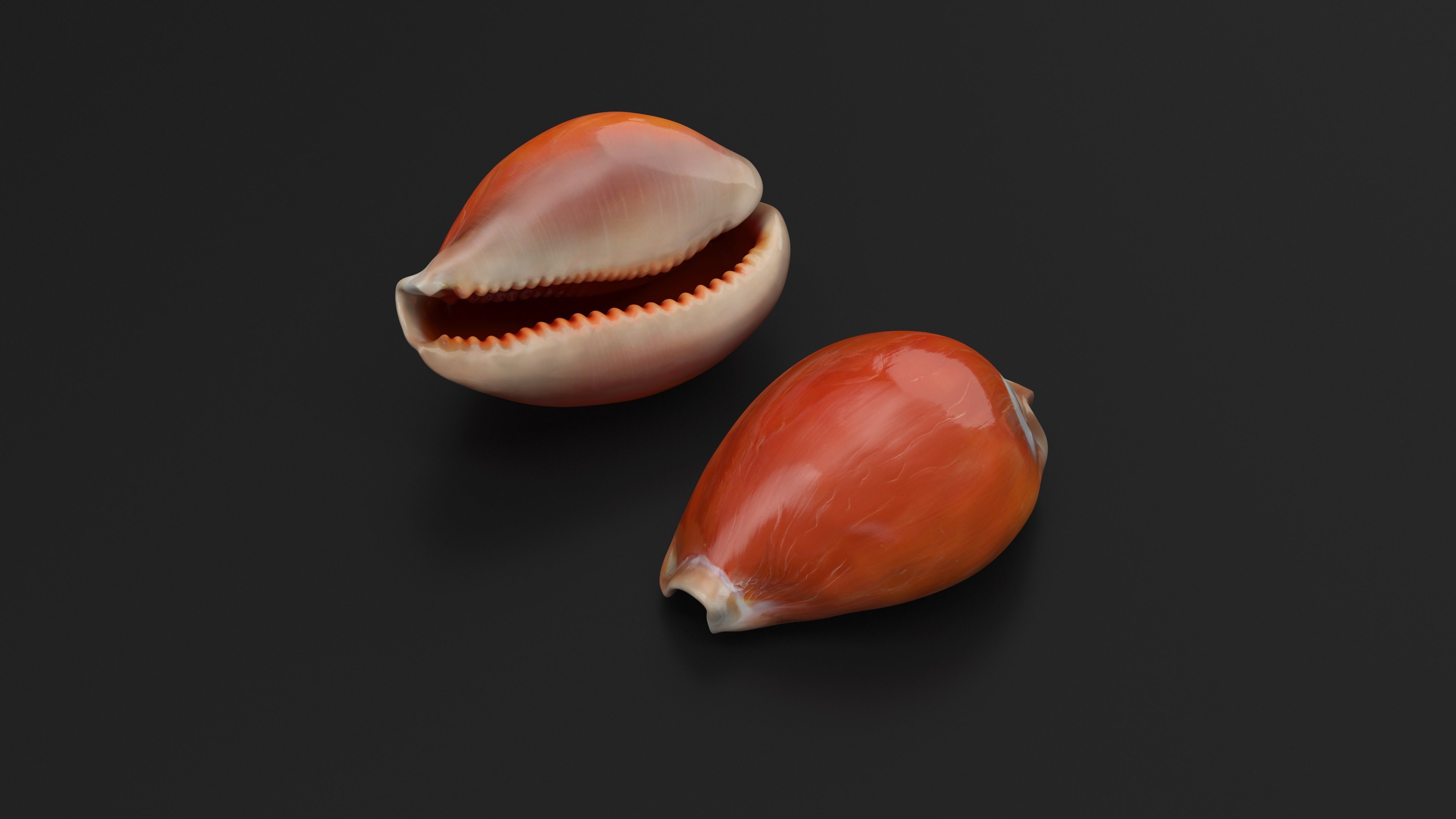 Golden Cowrie Shell 3D model