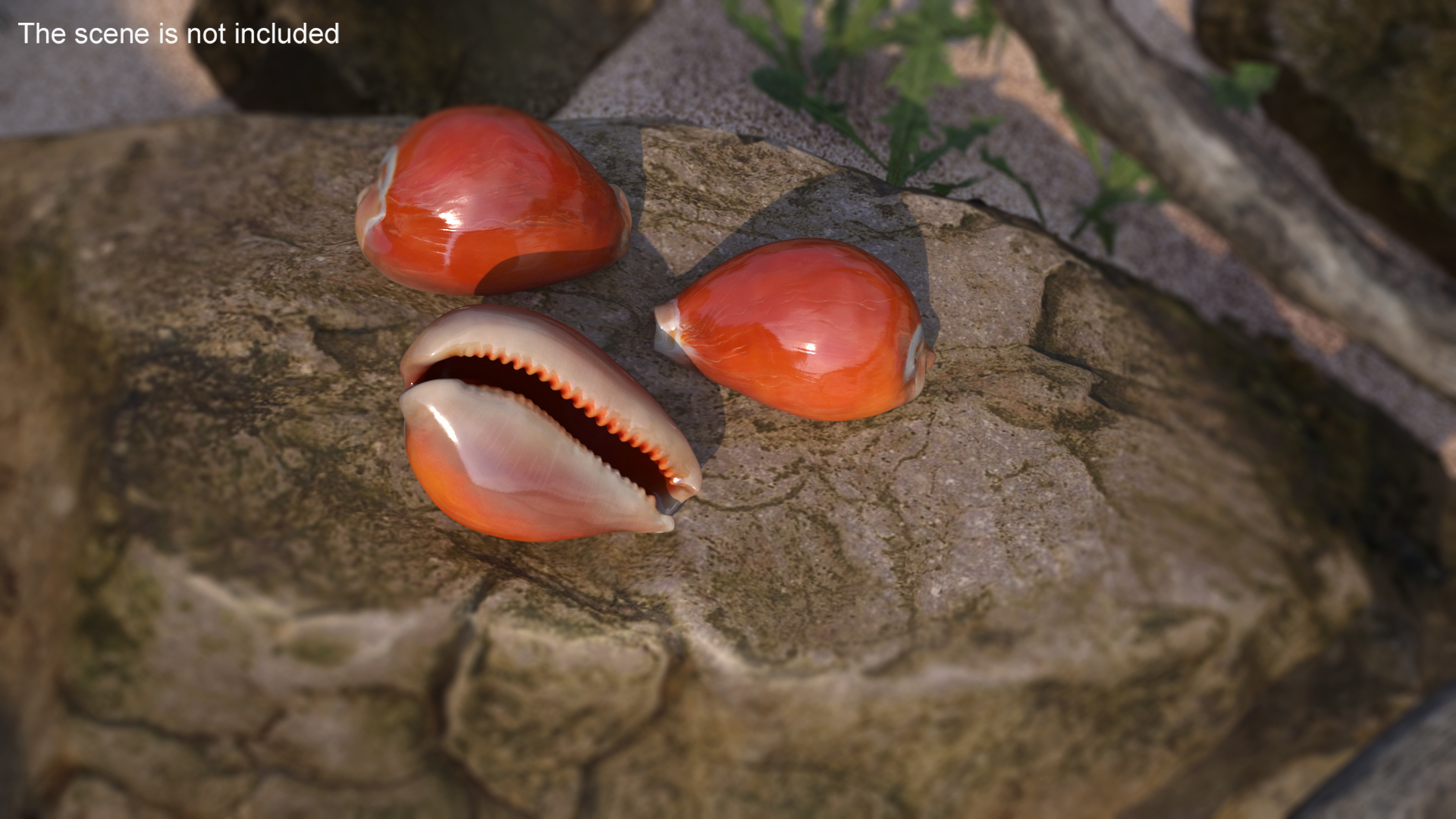 Golden Cowrie Shell 3D model