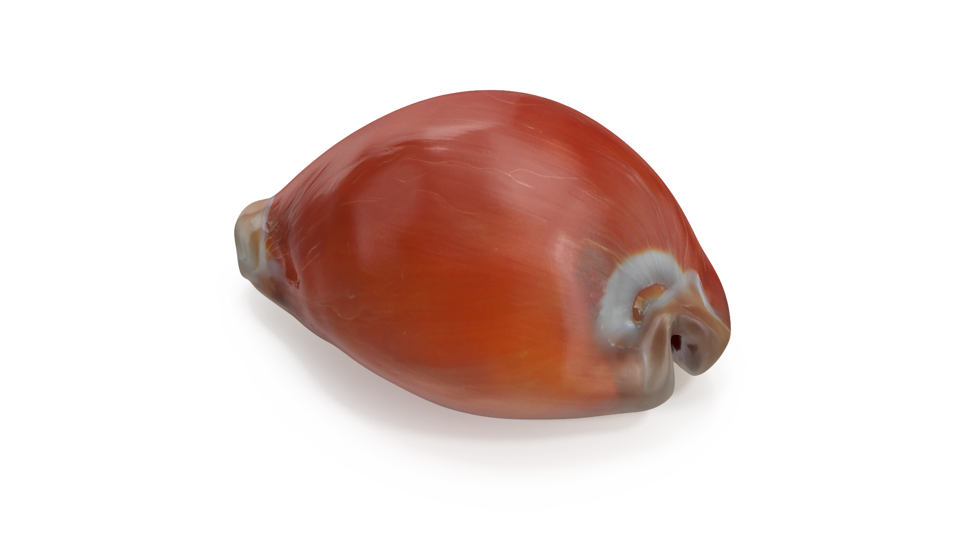 Golden Cowrie Shell 3D model